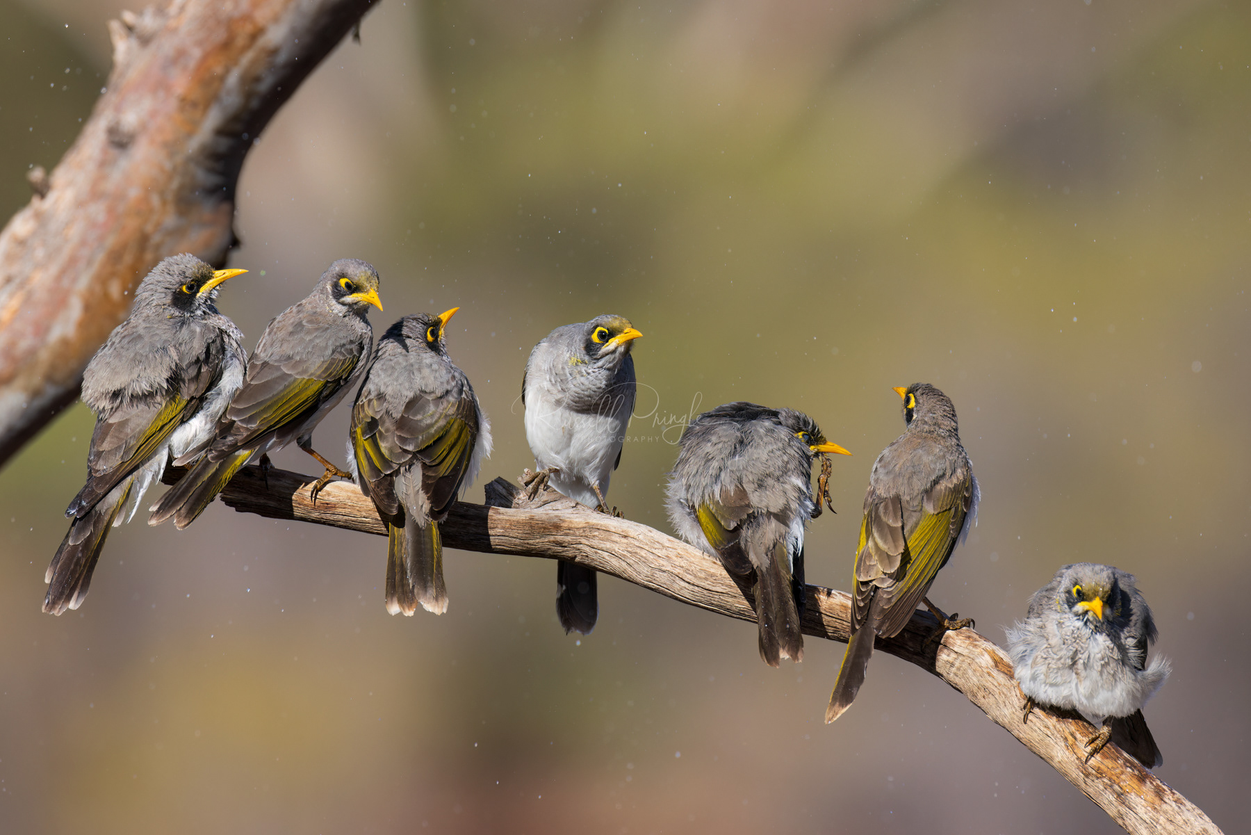 Yellow-throated Miners