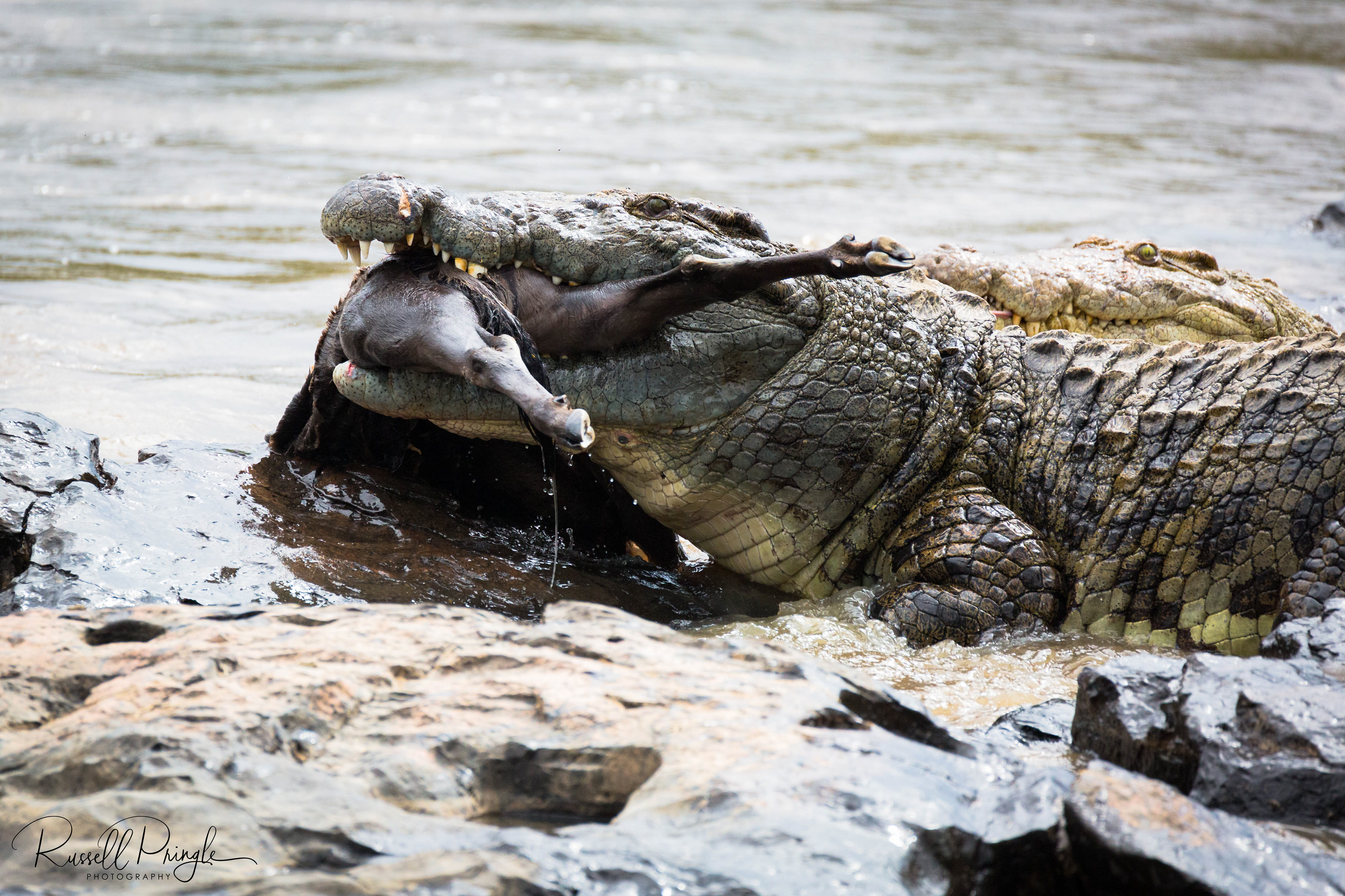 Crocodile-Serengeti