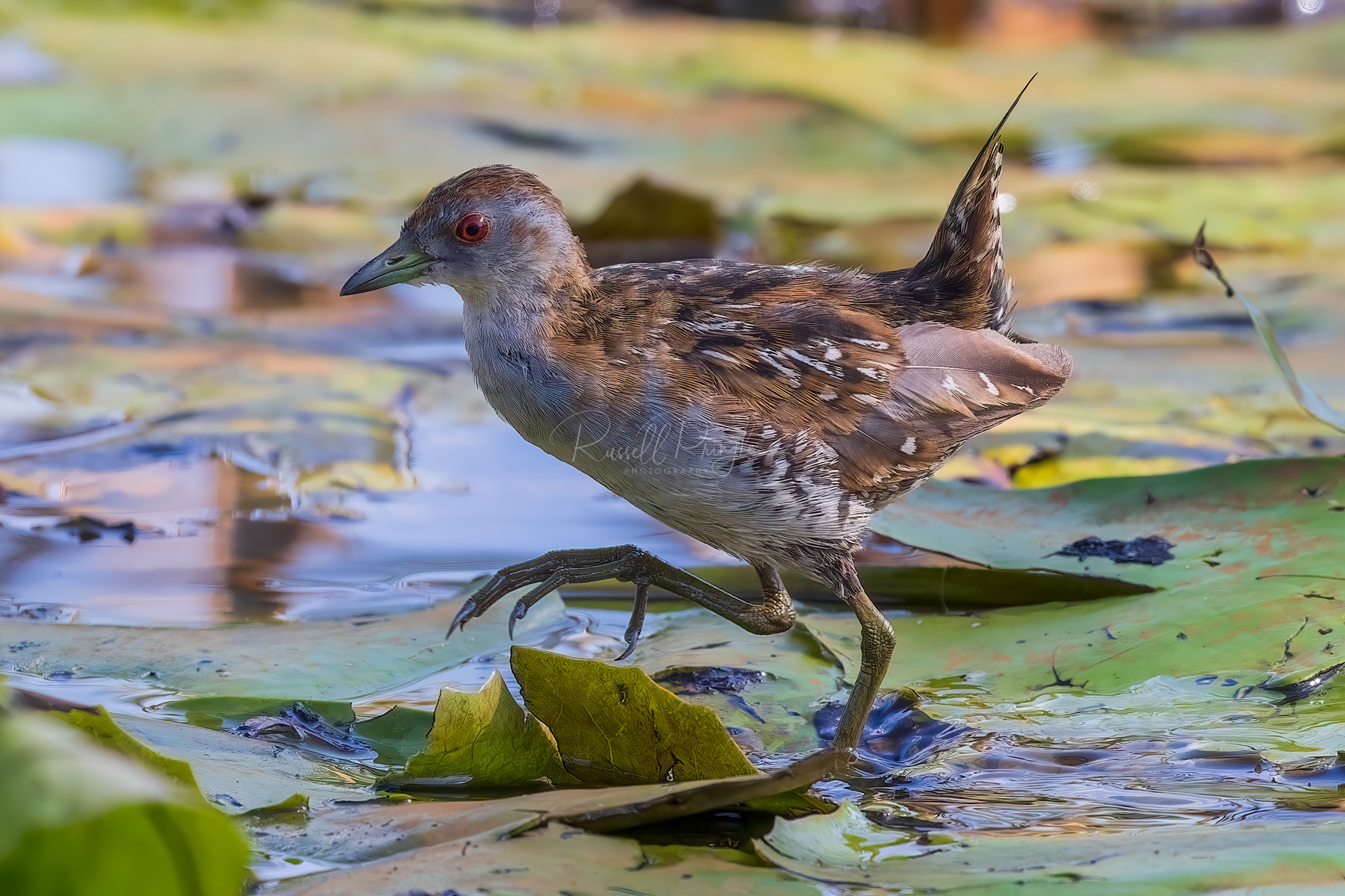 Bailion's Crake