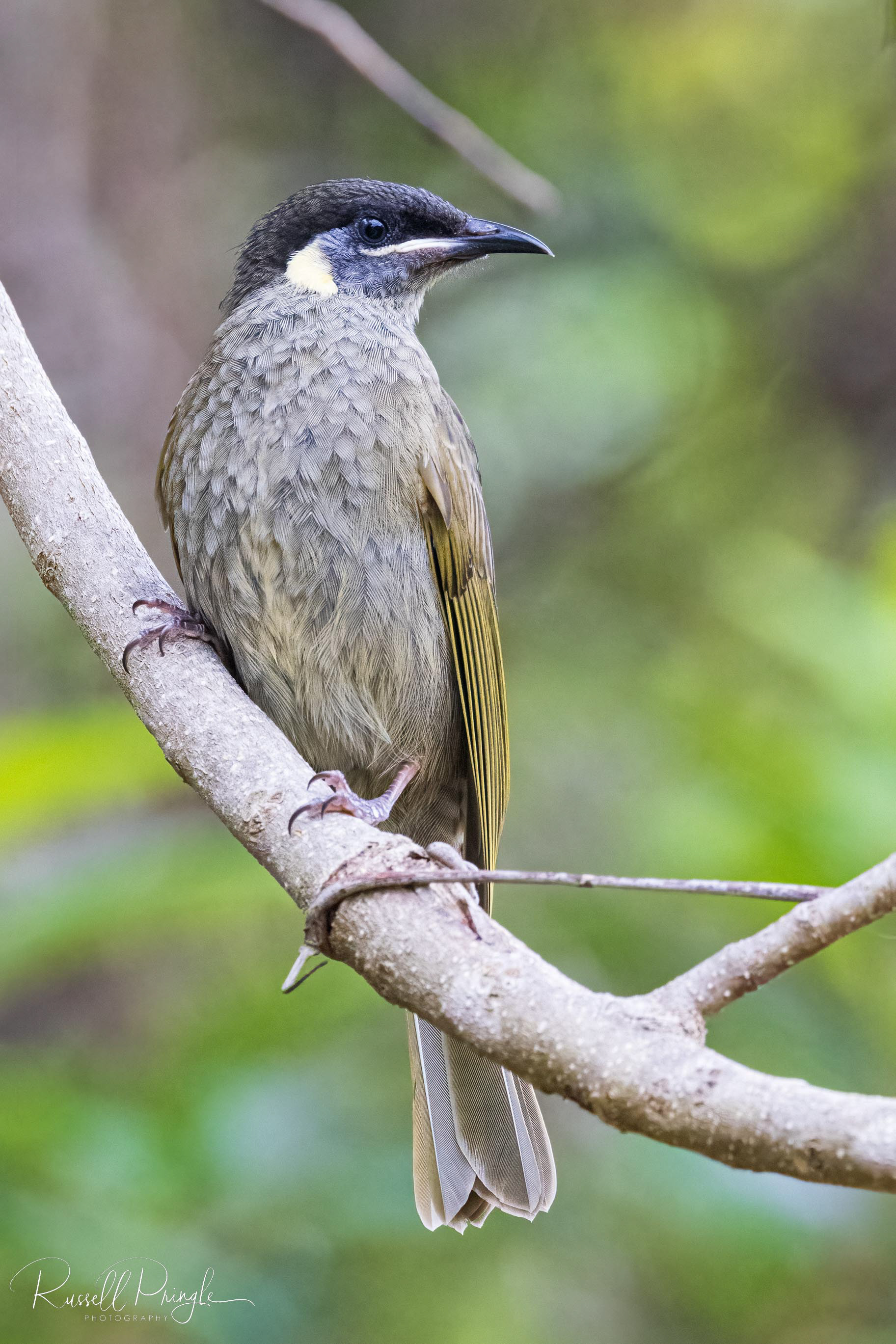 Lewin's Honeyeater