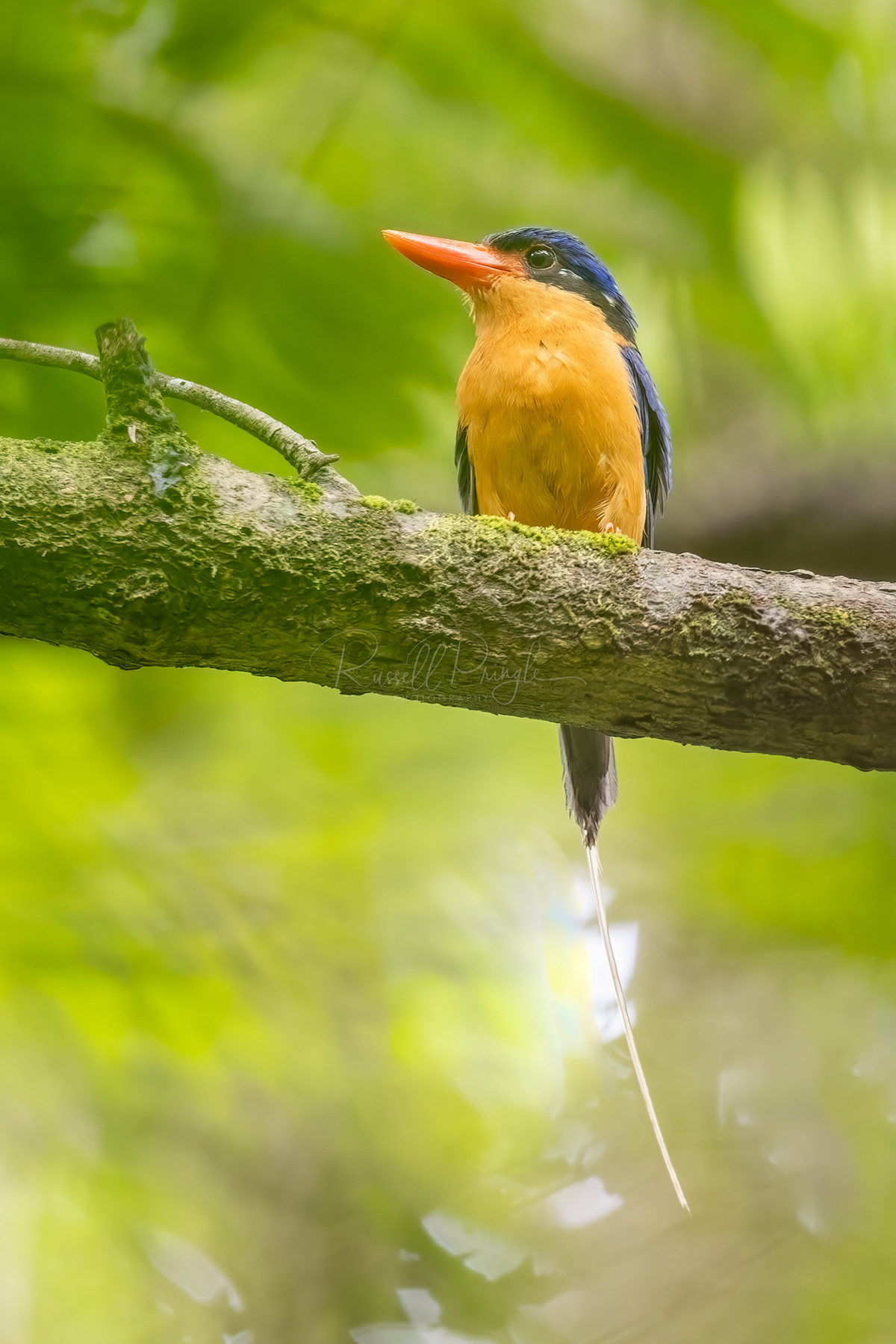 Buff-breasted Paradise-Kingfisher