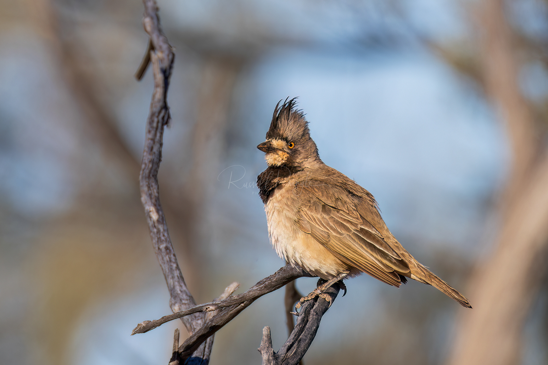 Creasted Bellbird (male)