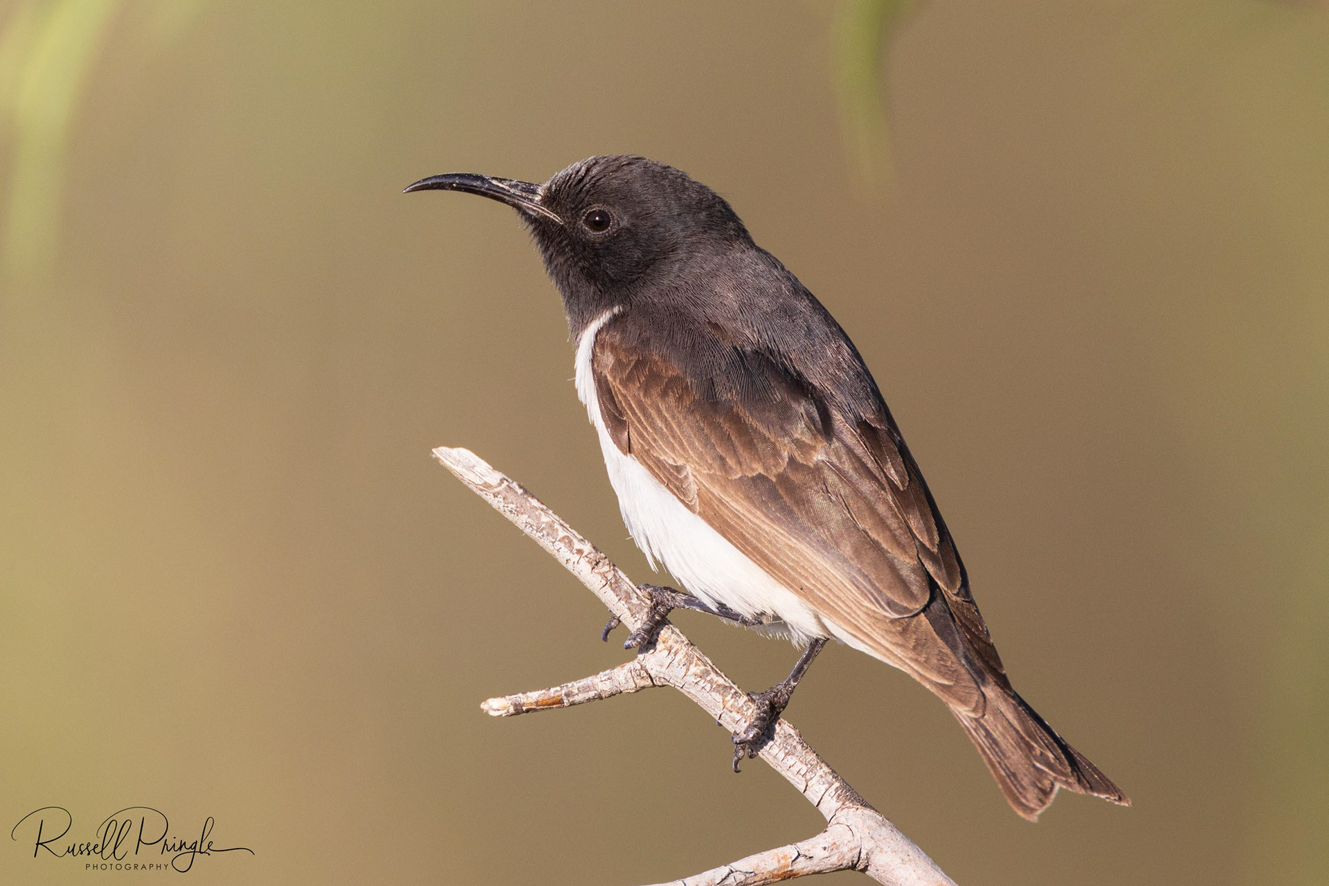 Black Honeyeater (Male)