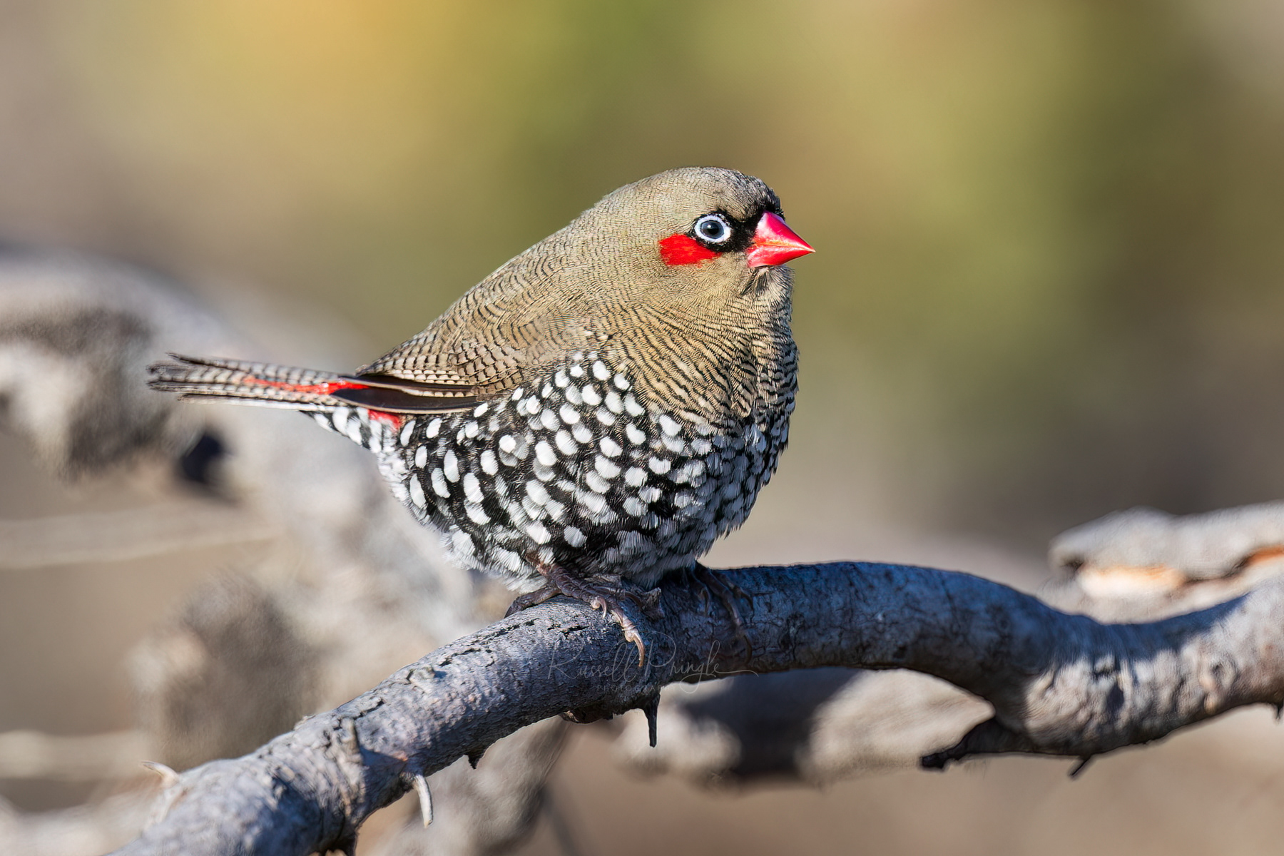 Red-eared Firetail
