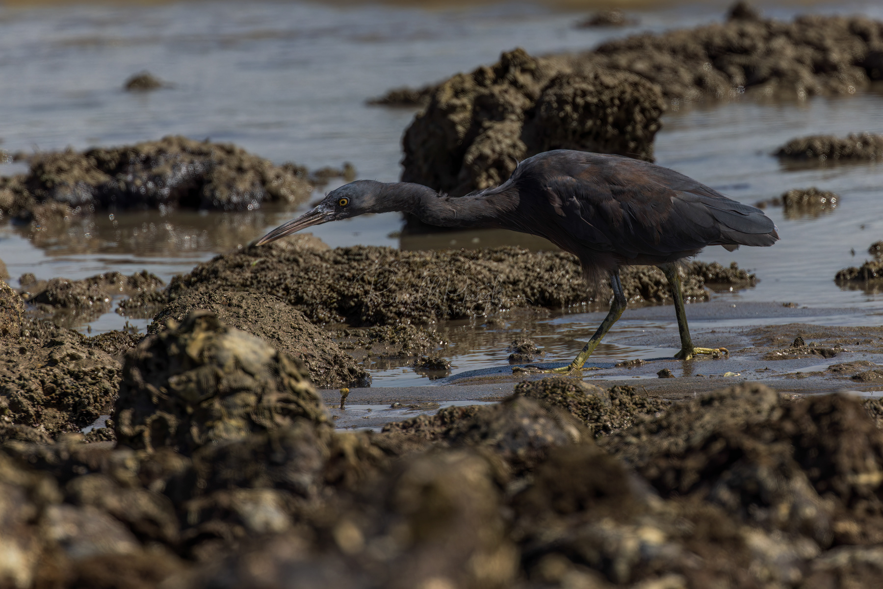 Eastern Reef-Egret (grey morph)