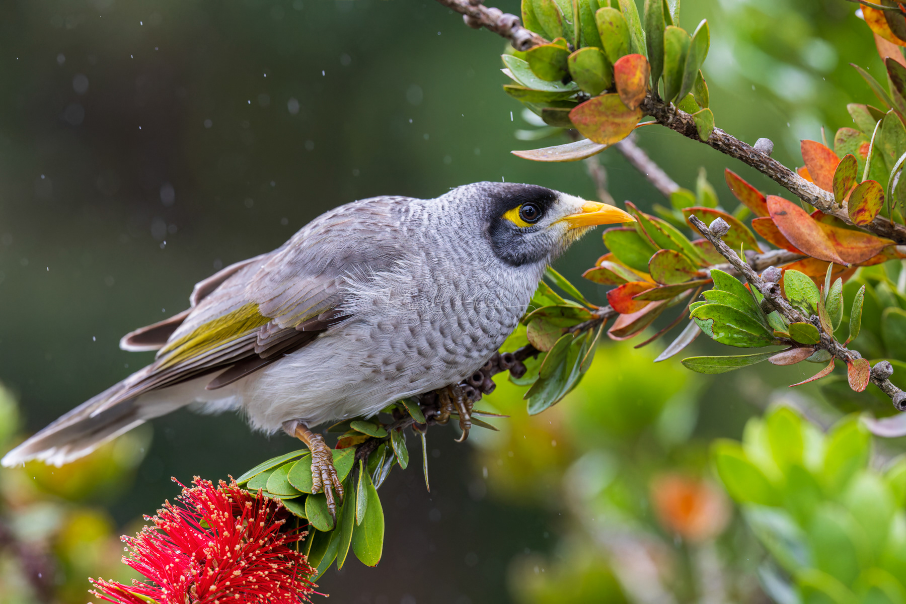 Noisy Miner