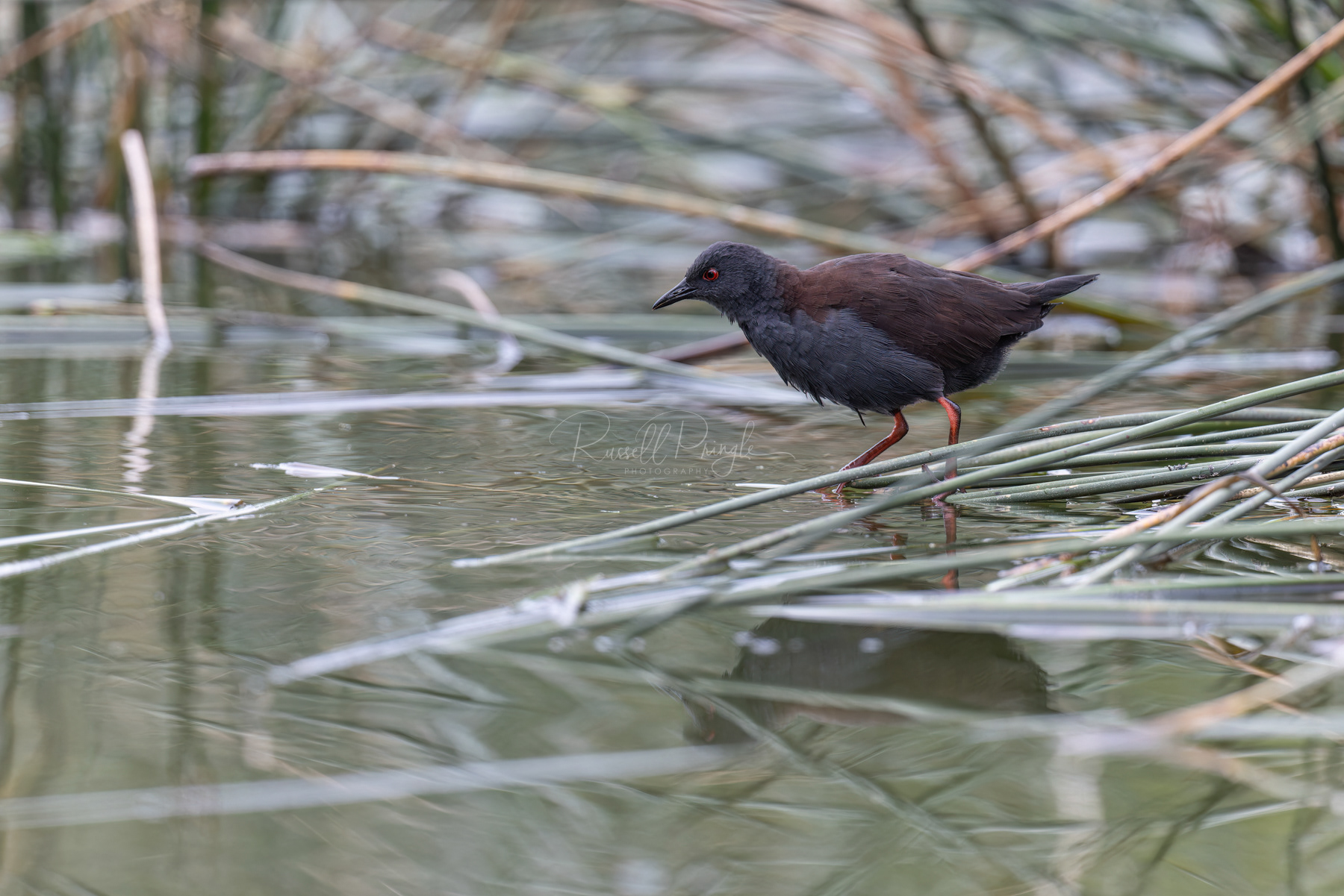 Spotless Crake