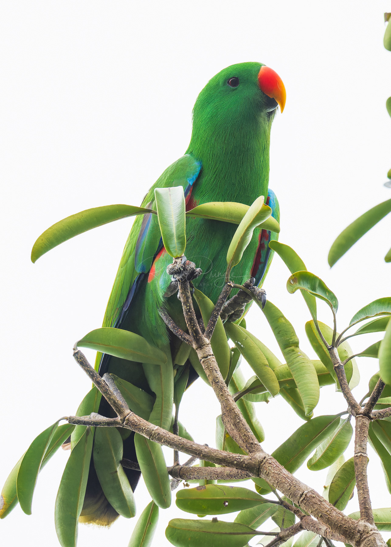 Eclectus Parrot (male)