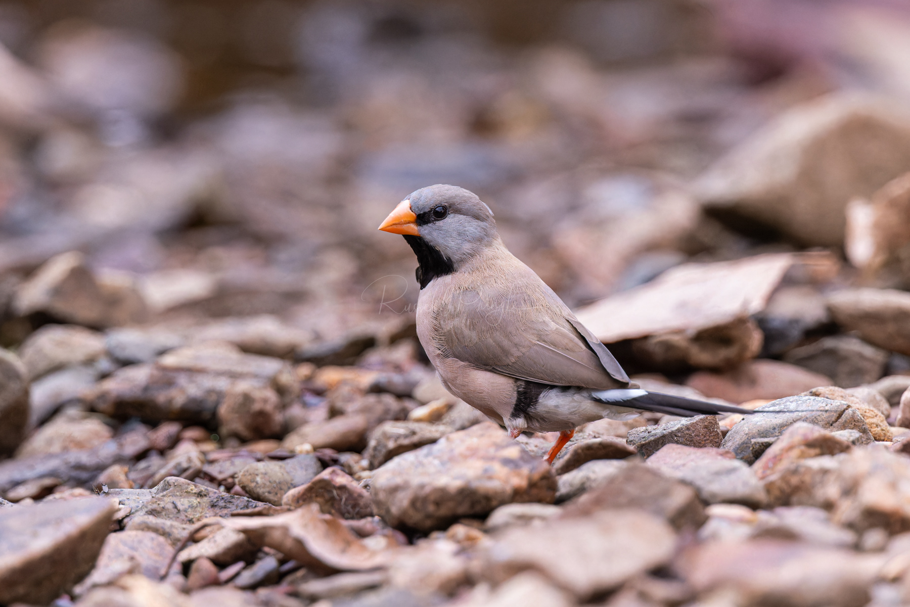 Long-tailed Finch