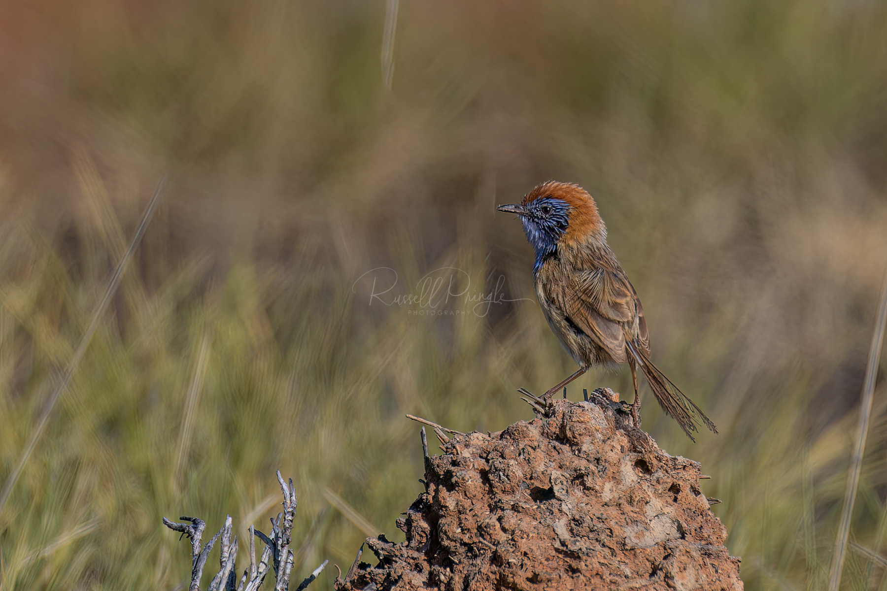 Rufous-crowned Emuwren (male)