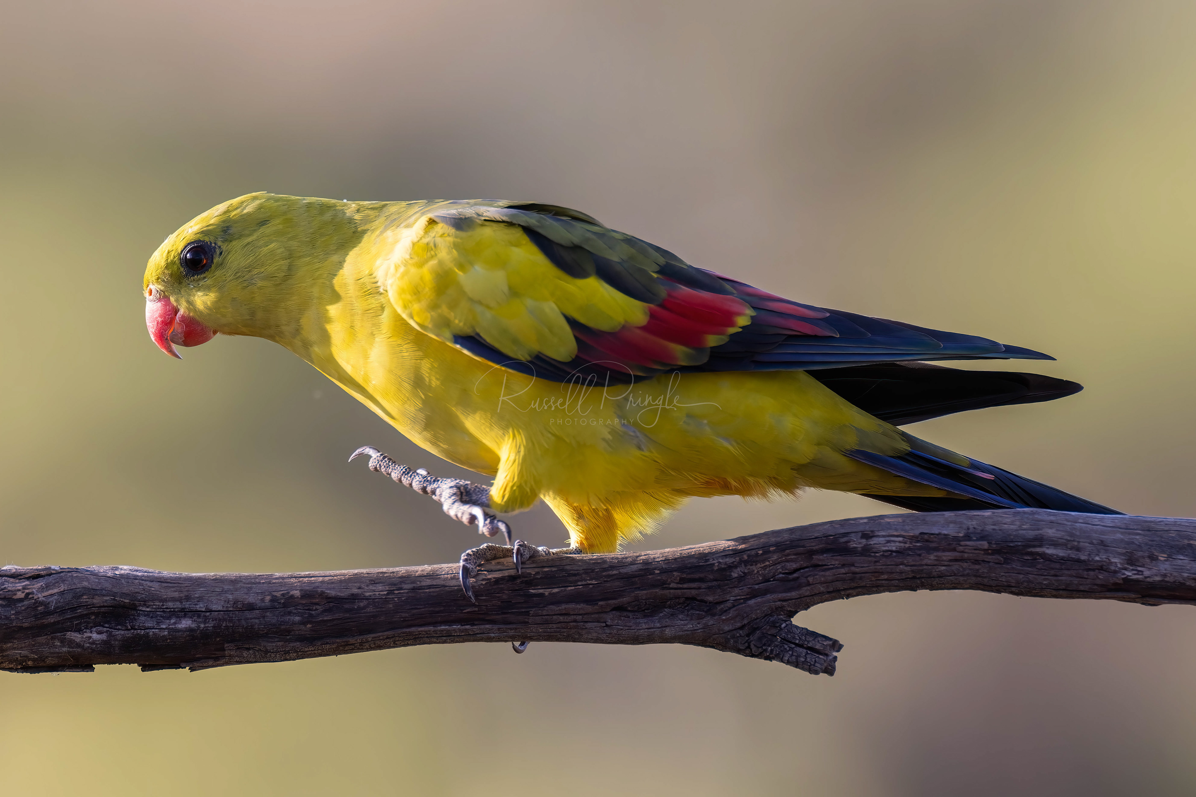 Regent Parrot
