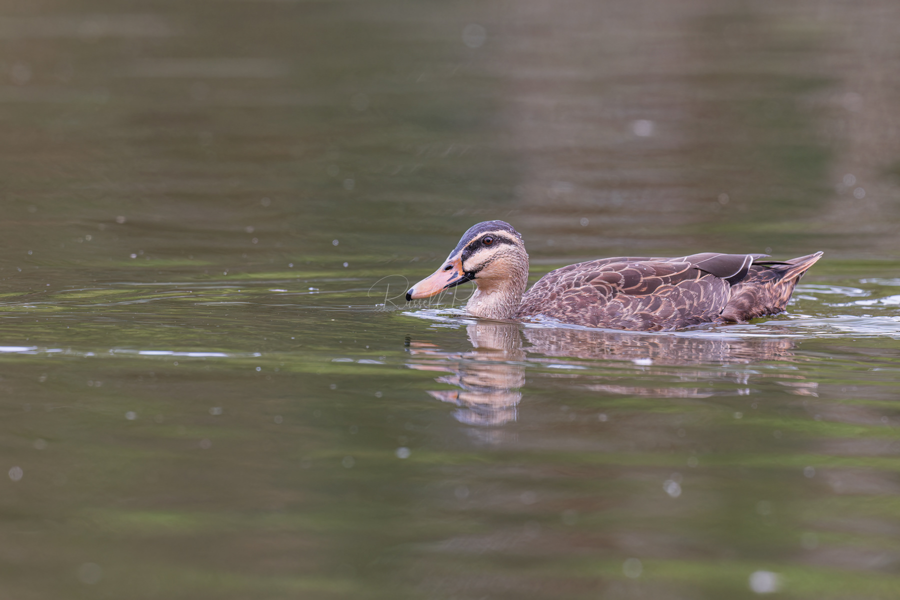 Mallard x Pacific Black Duck (hybrid)