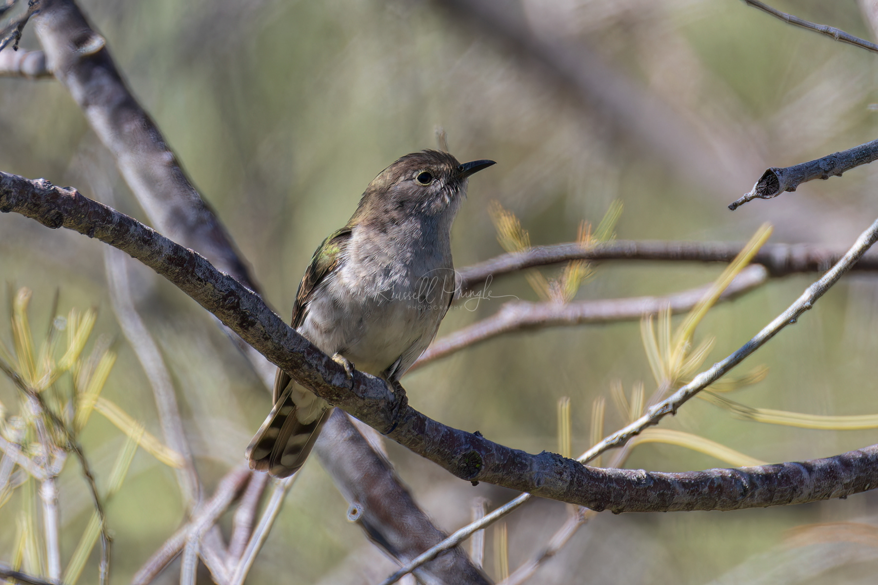 Shining Bronze-Cuckoo (juvinile)