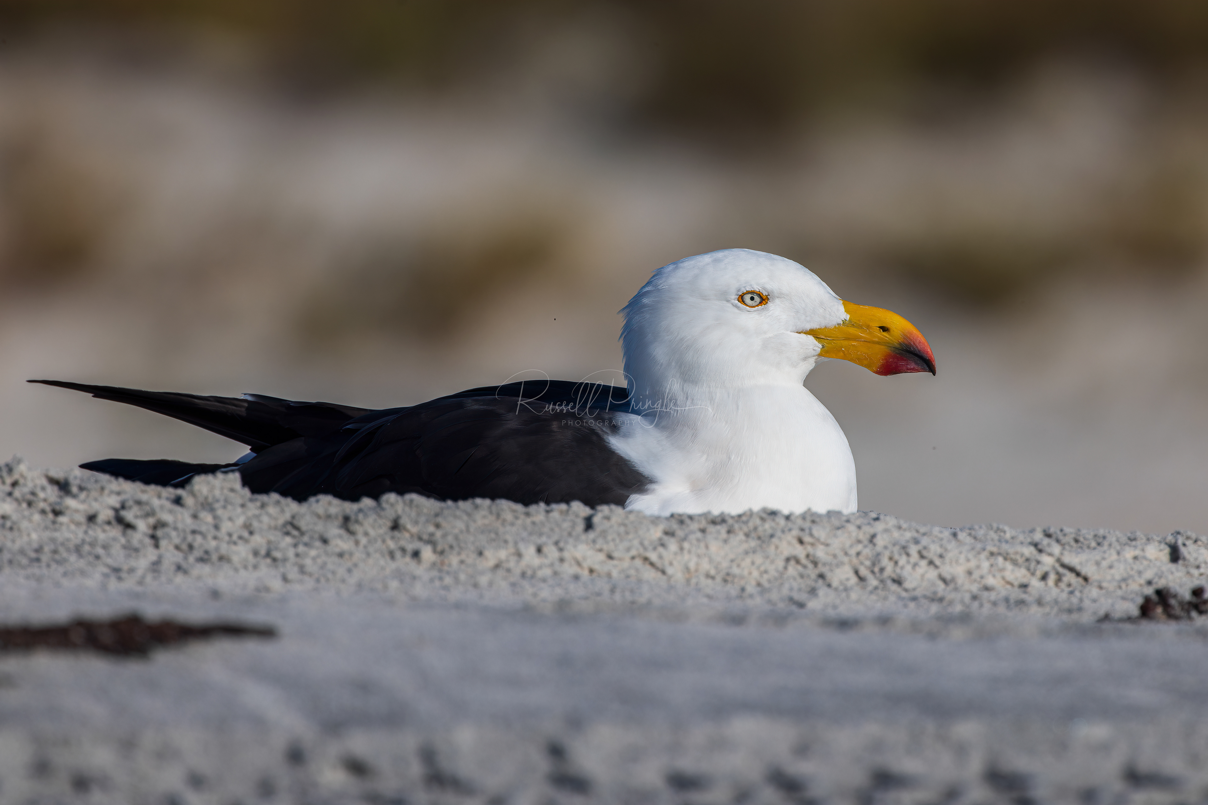 Pacific Gull
