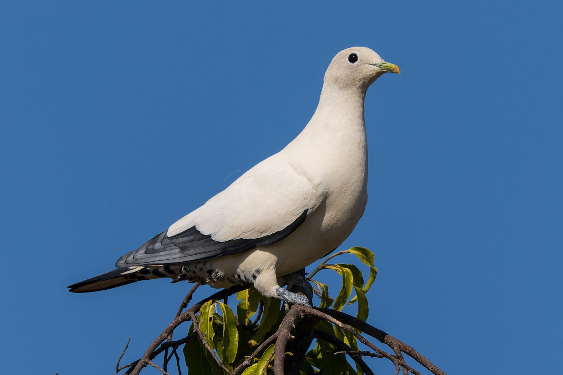 Torresian Imperial-Pigeon