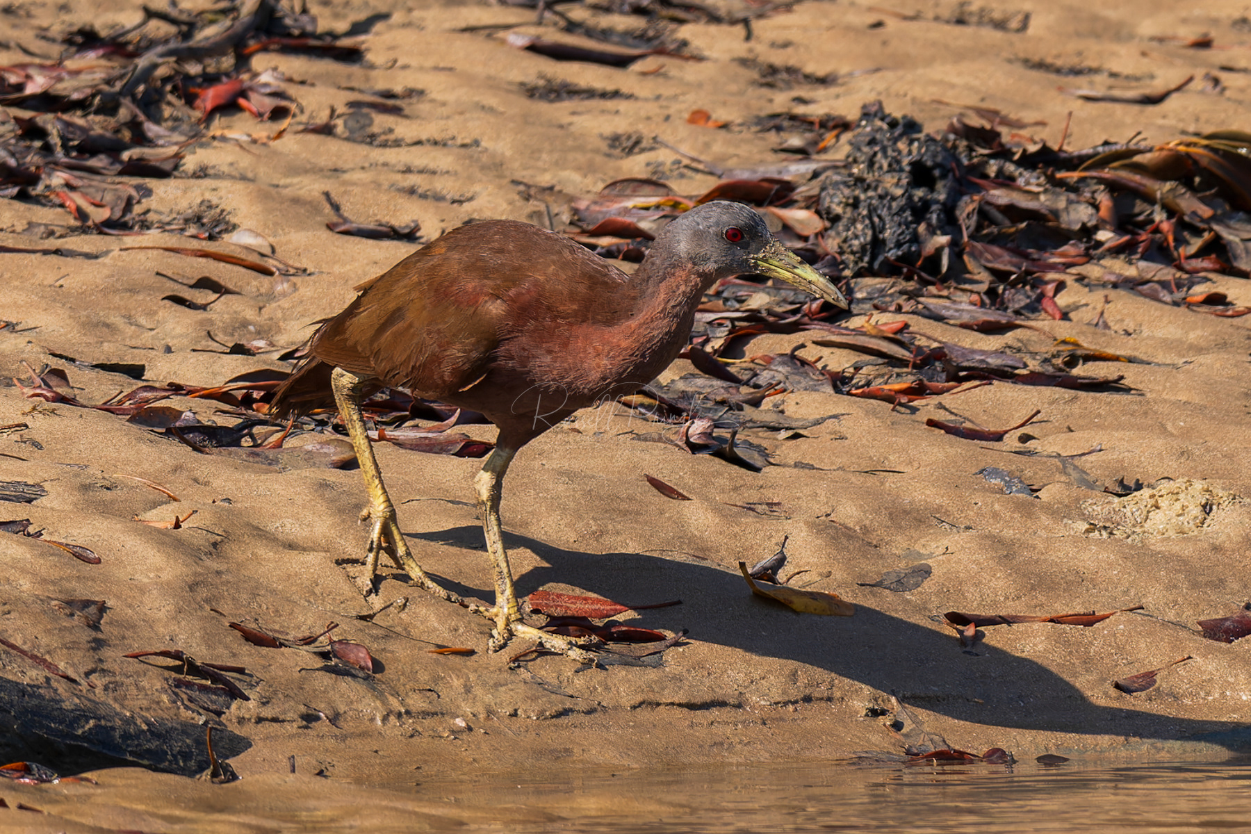 Chestnut Rail