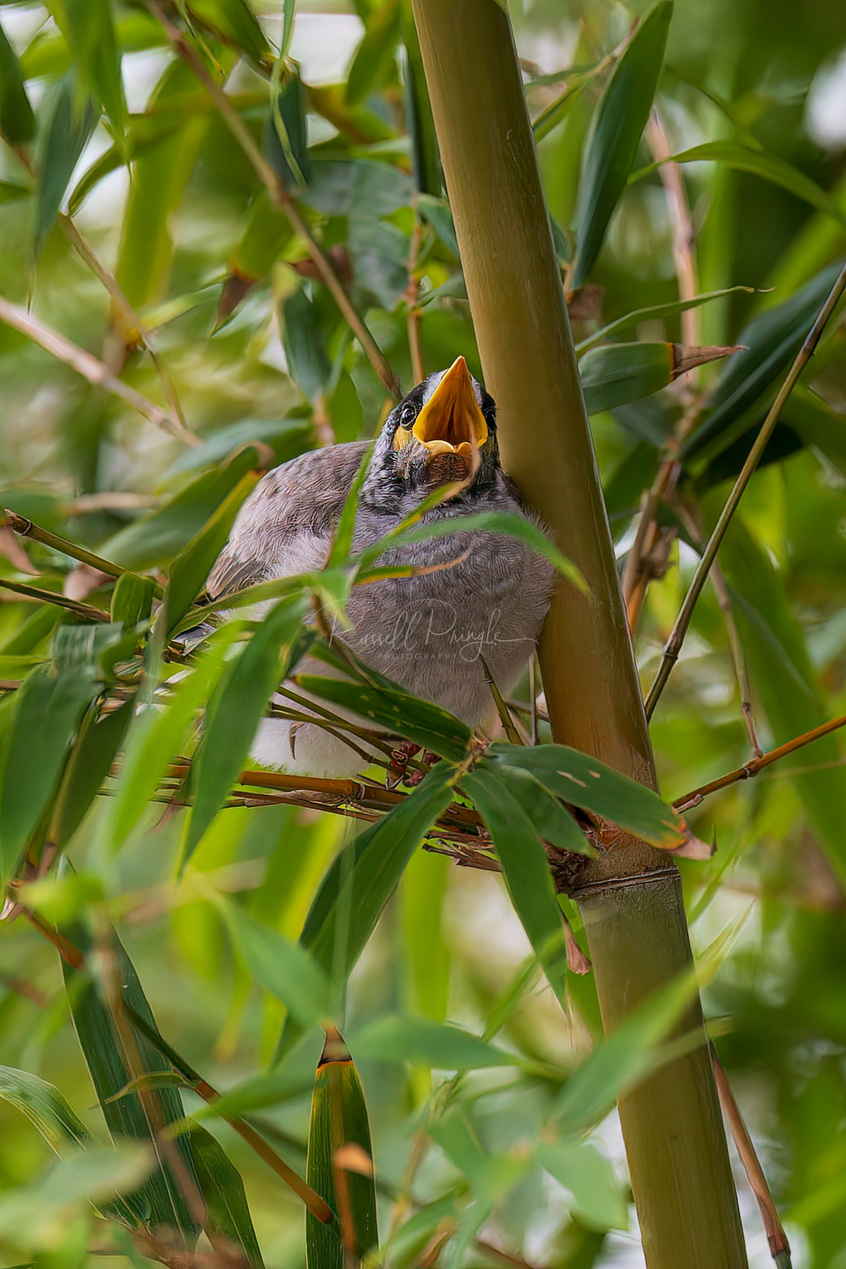 Noisy Miner (fledgling)