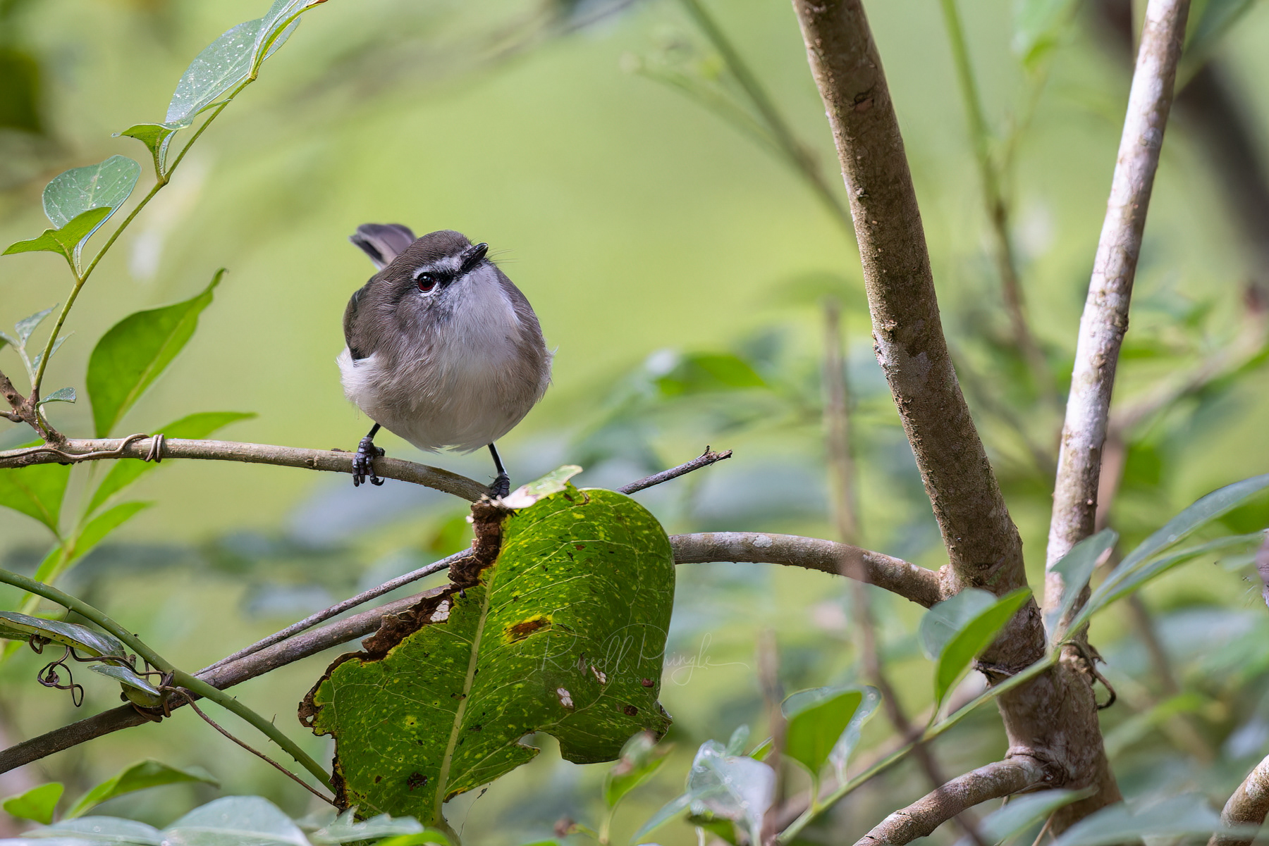 Brown Thornbill