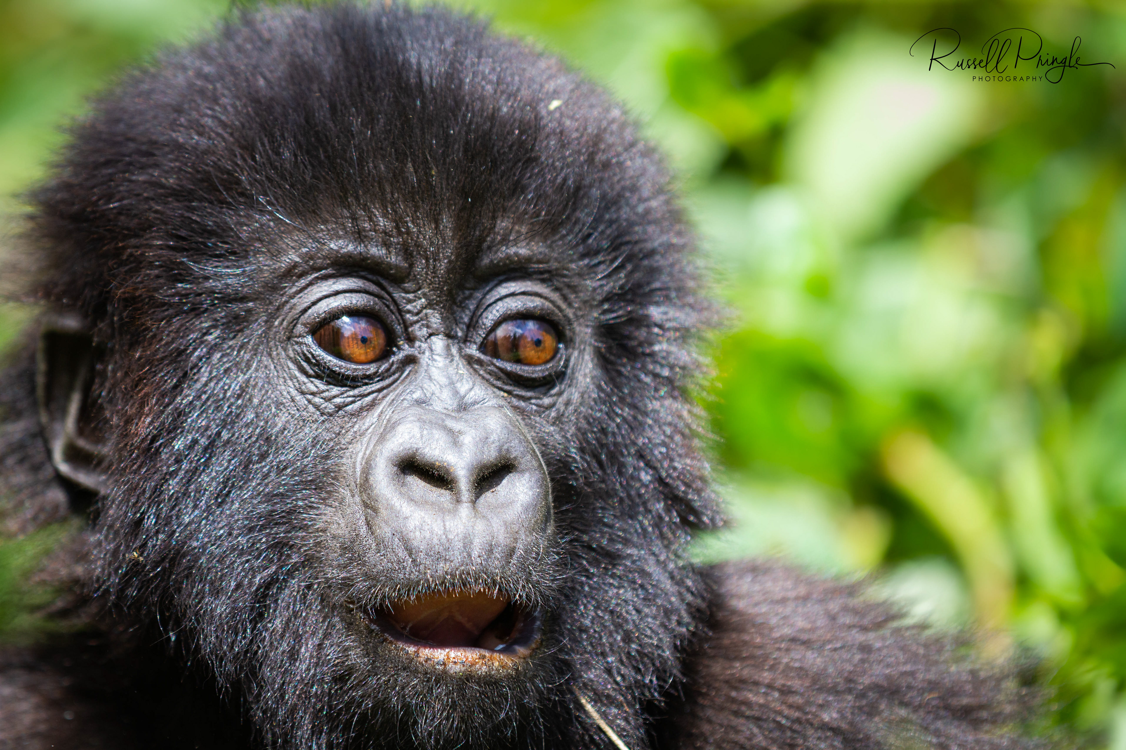 Mountain Gorilla-Ugenda Group