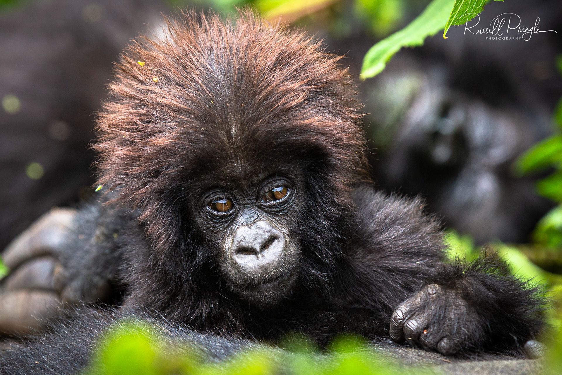 Mountain Gorilla-Ugenda Group