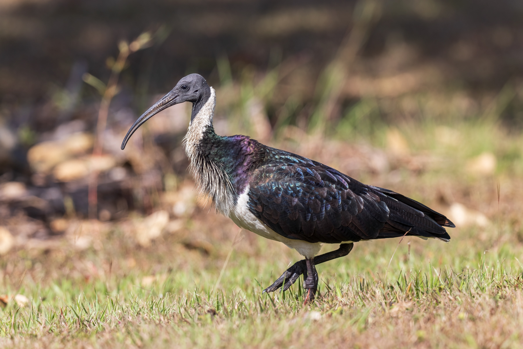 Straw-necked Ibis