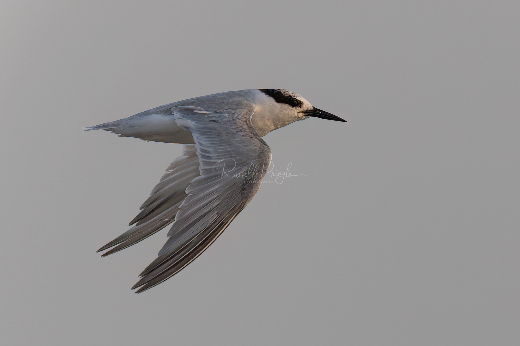 Little Tern (non breeding)