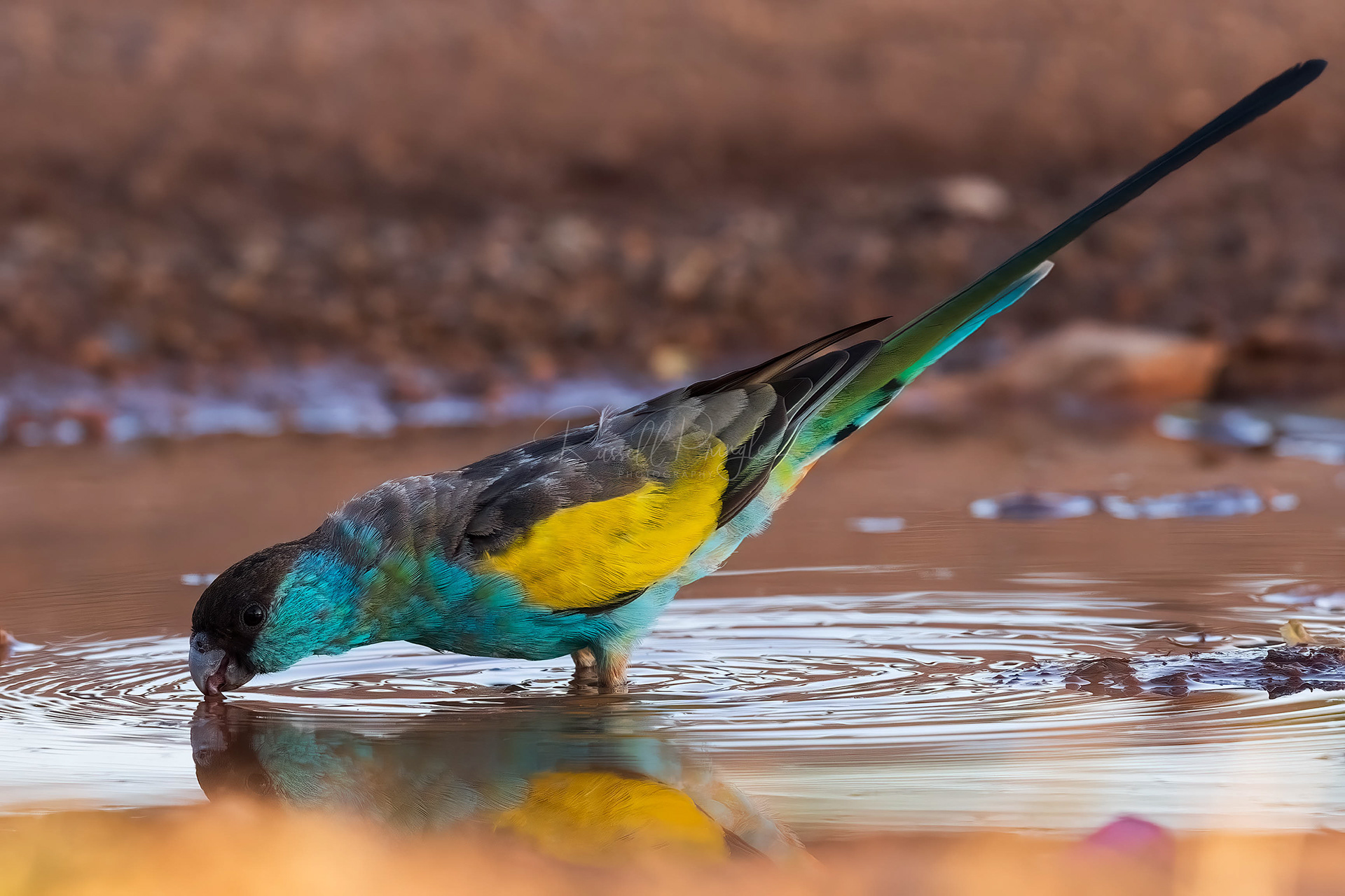 Hooded Parrot (male)