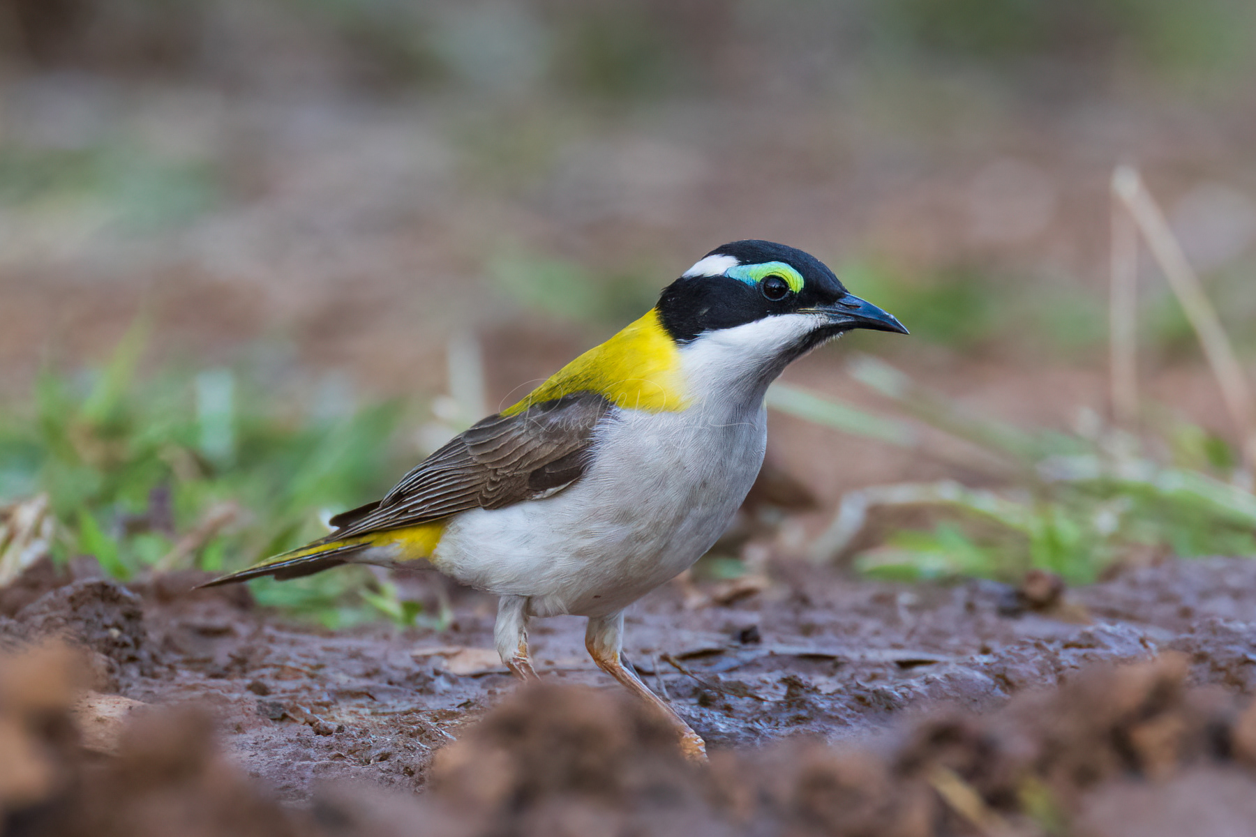 Golden-backed Honeyeater