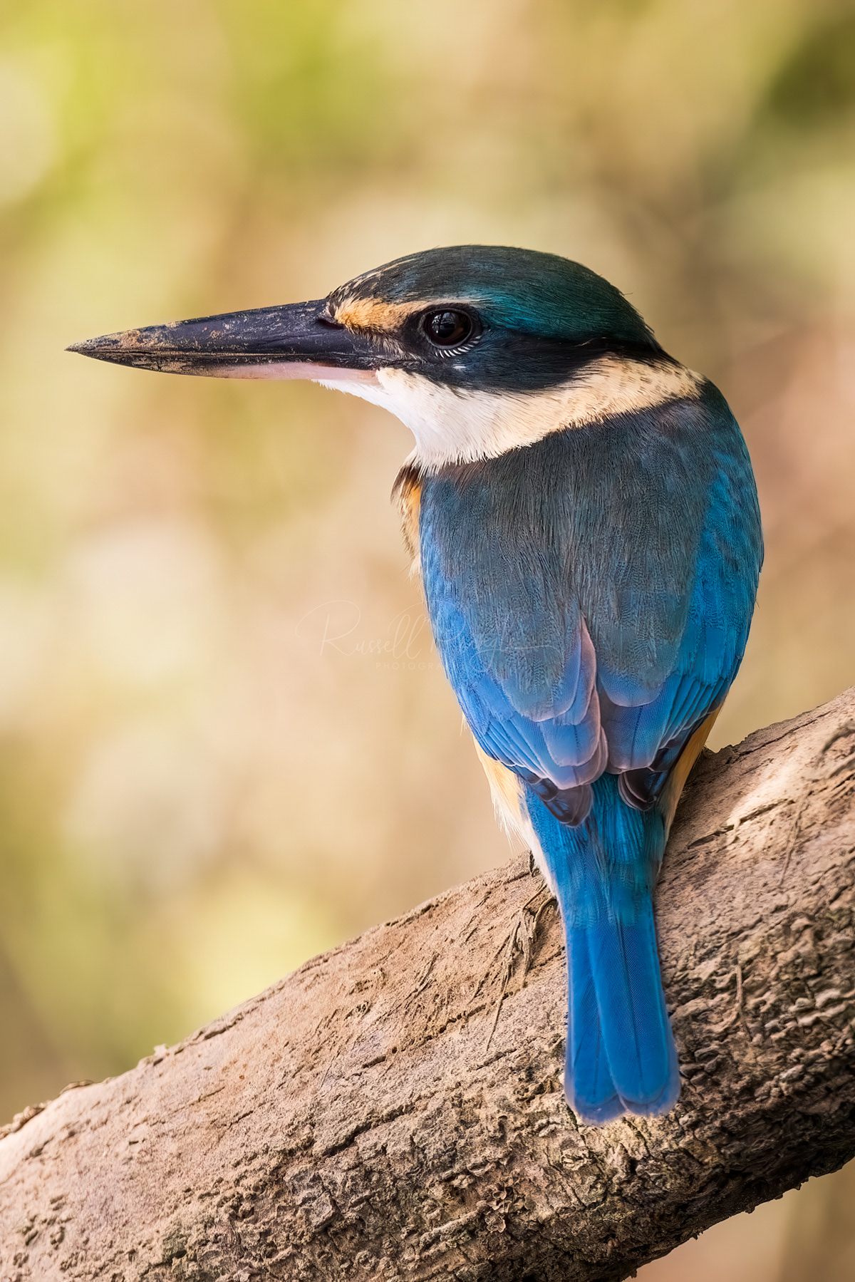 Sacred Kingfisher