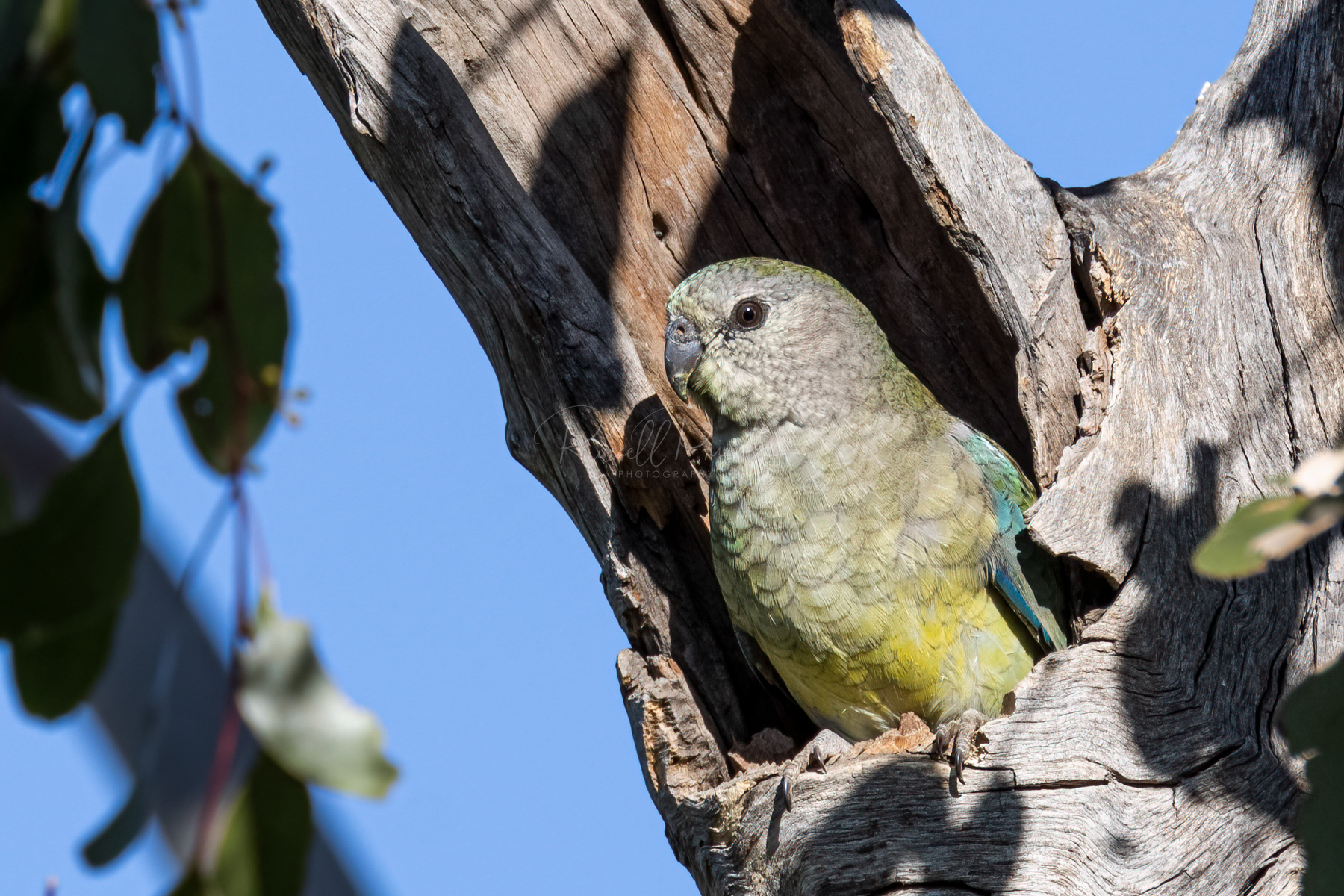 Red-rumped Parrot (female)