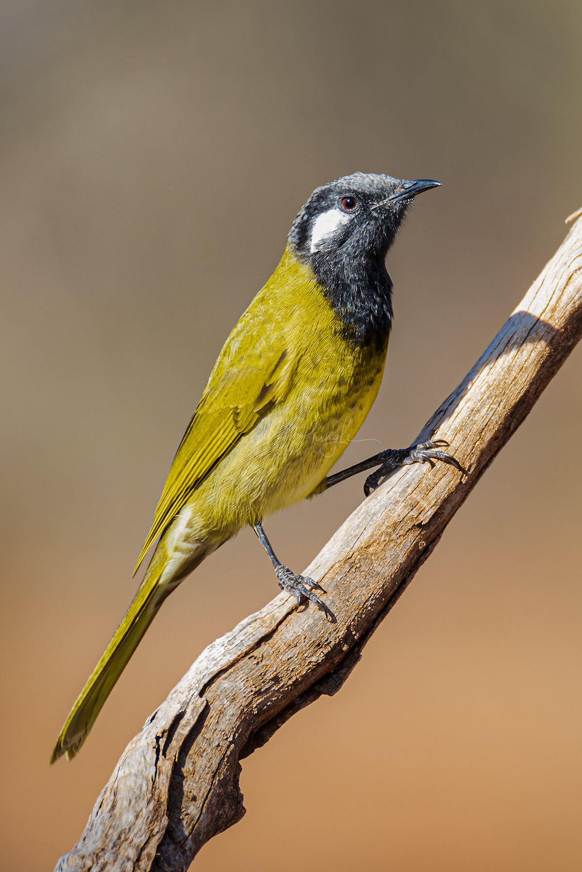 White-eared Honeyeater