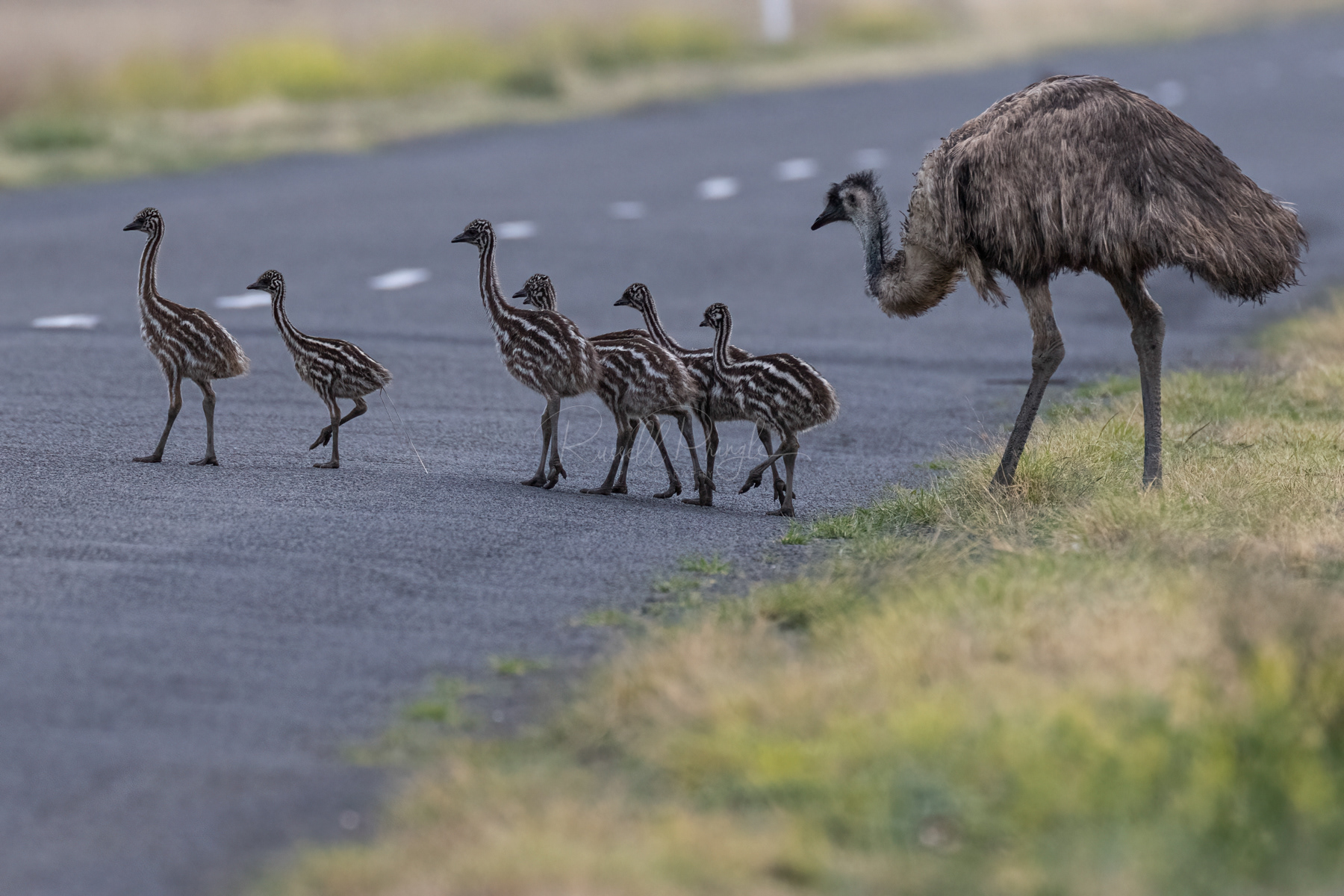 Emus