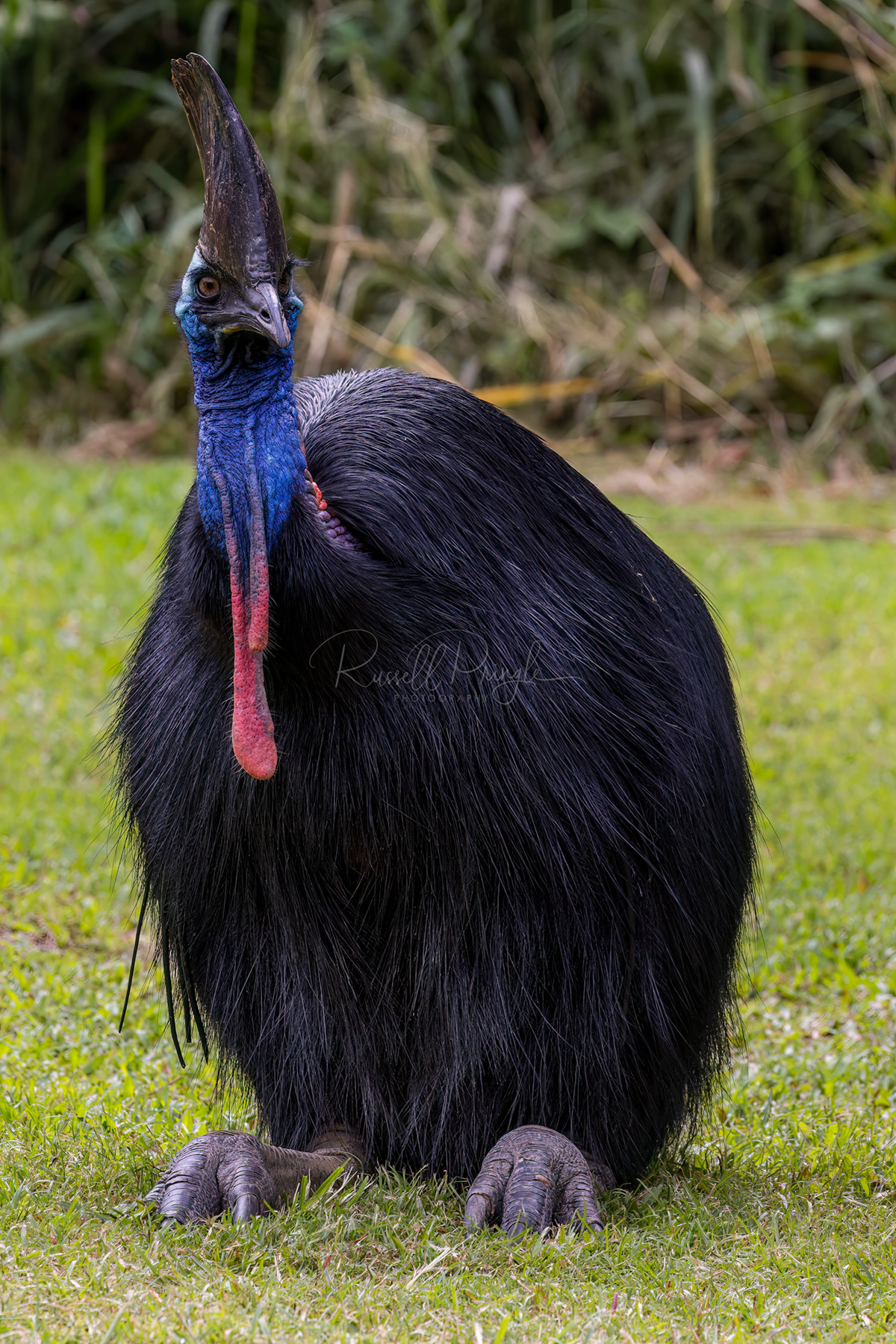 Southern Cassowary
