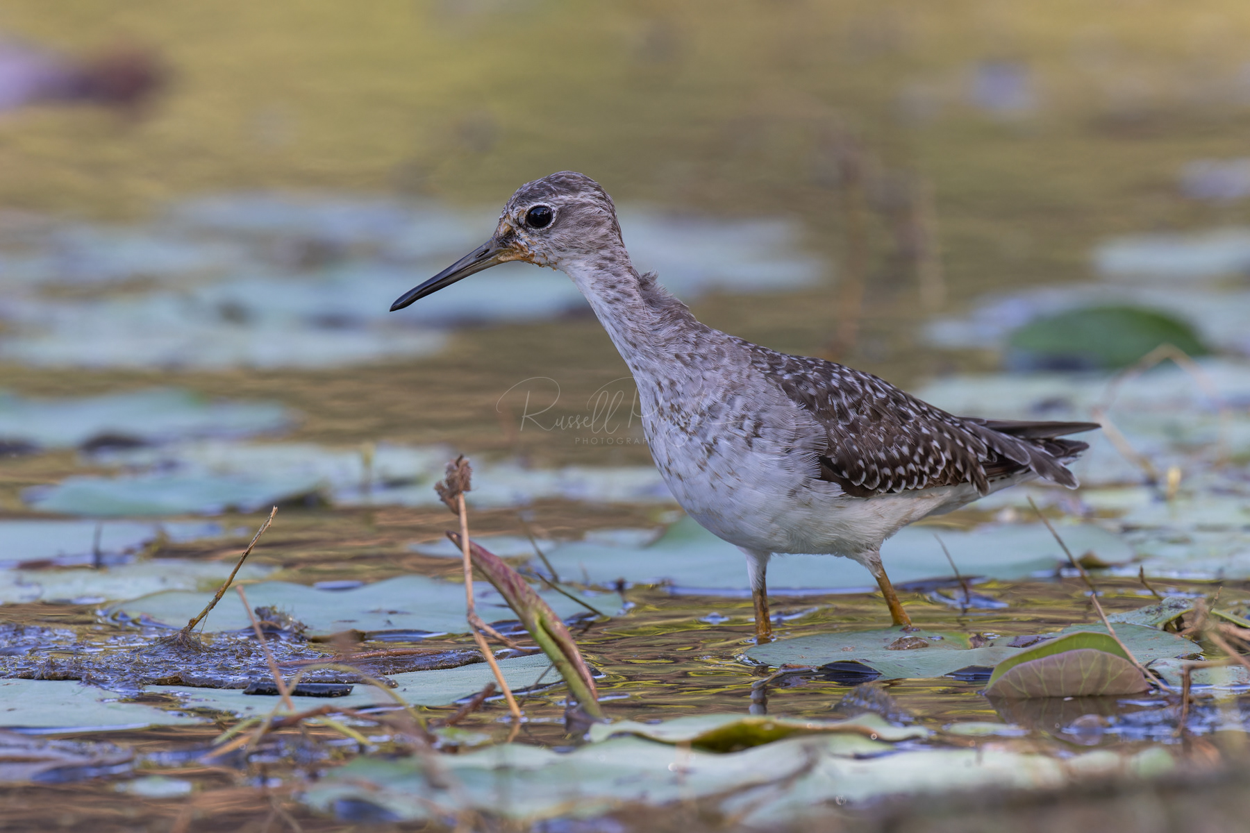 Wood Sandpiper