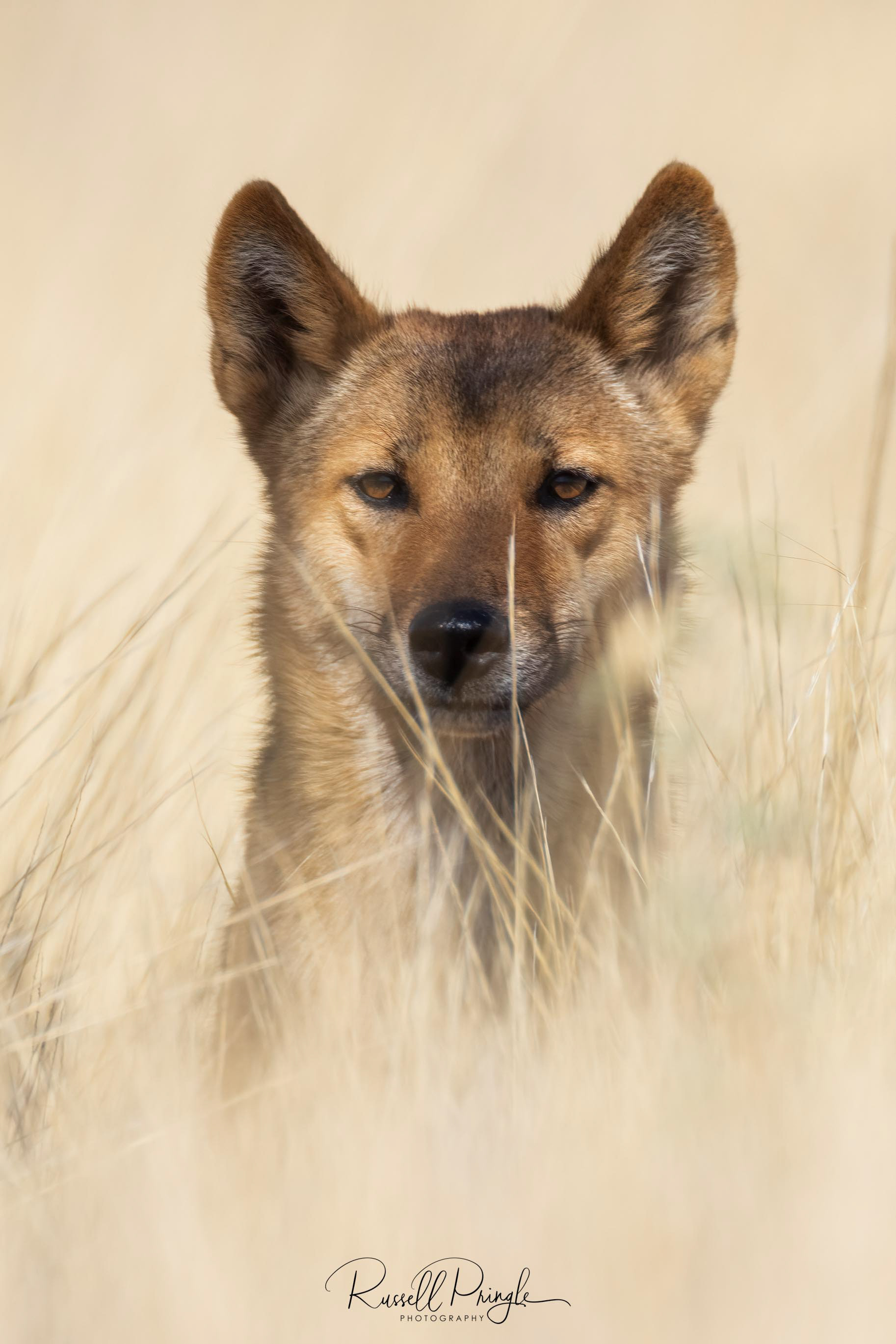 Dingo (Juvenile)