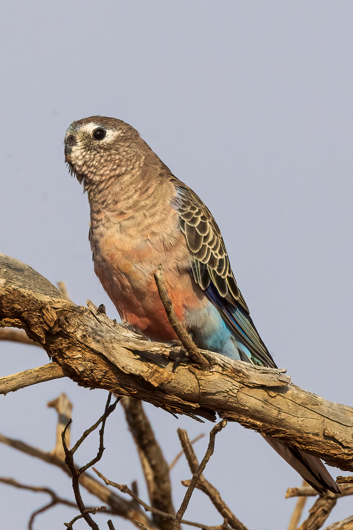 Bourke's Parrot 