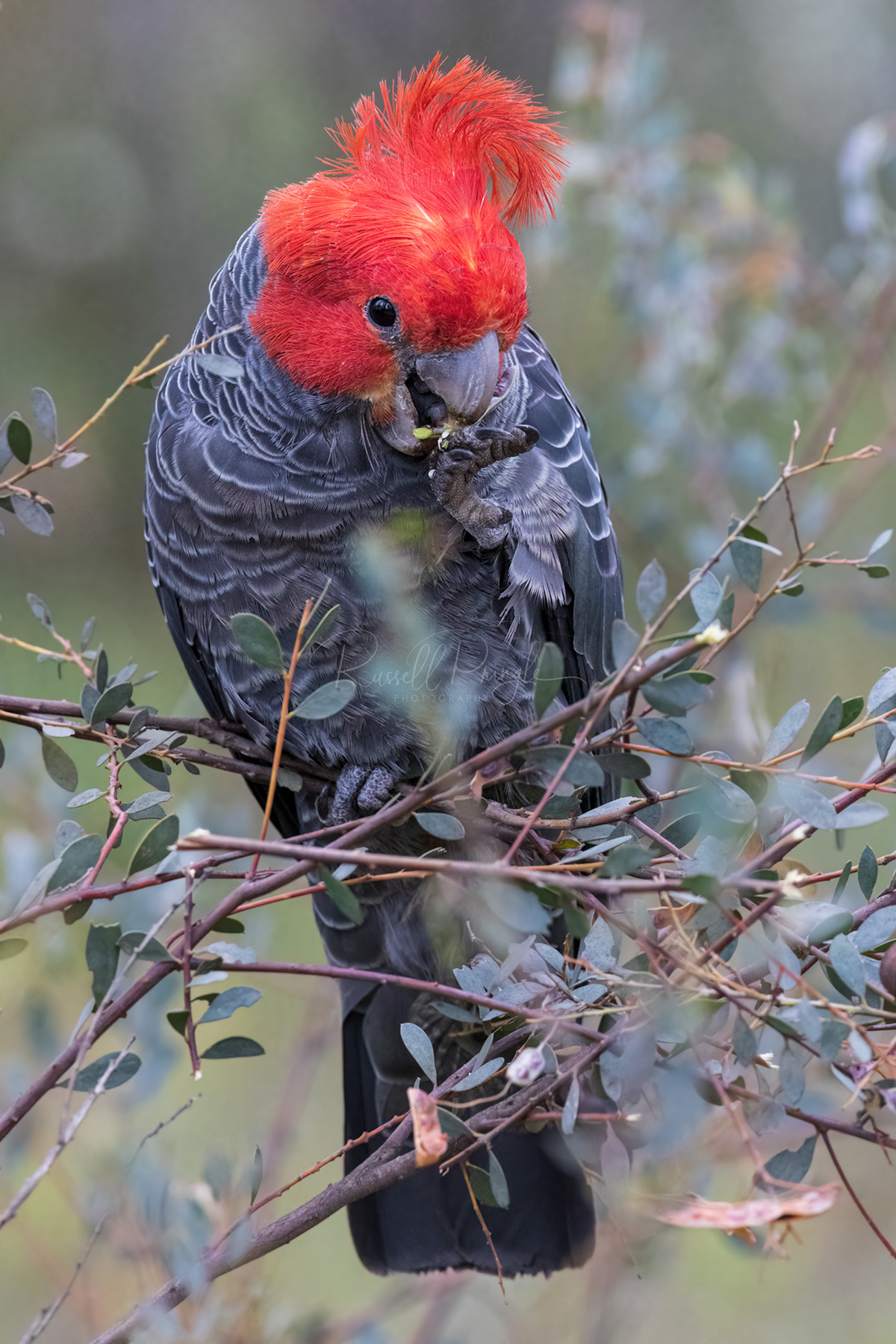 Gang Gang Cockatoo (male)