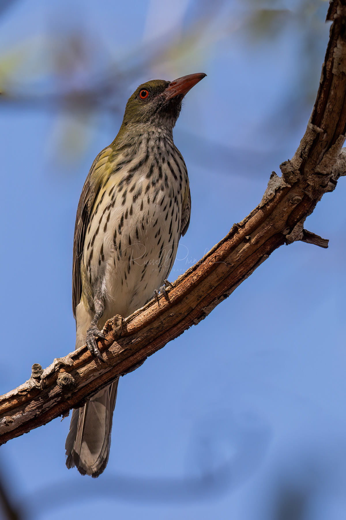 Olive-backed Oriole