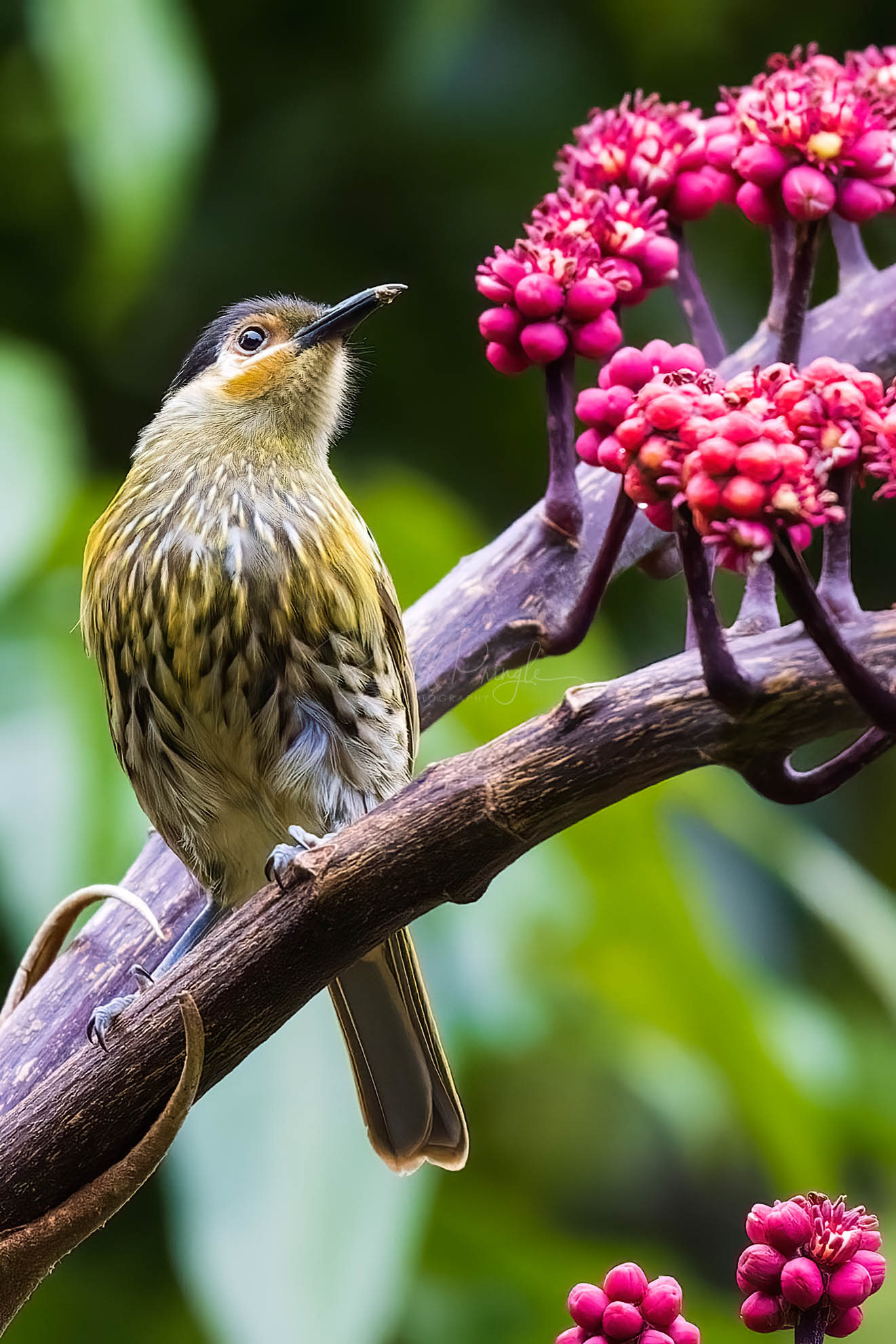 MacLeay's Honeyeater
