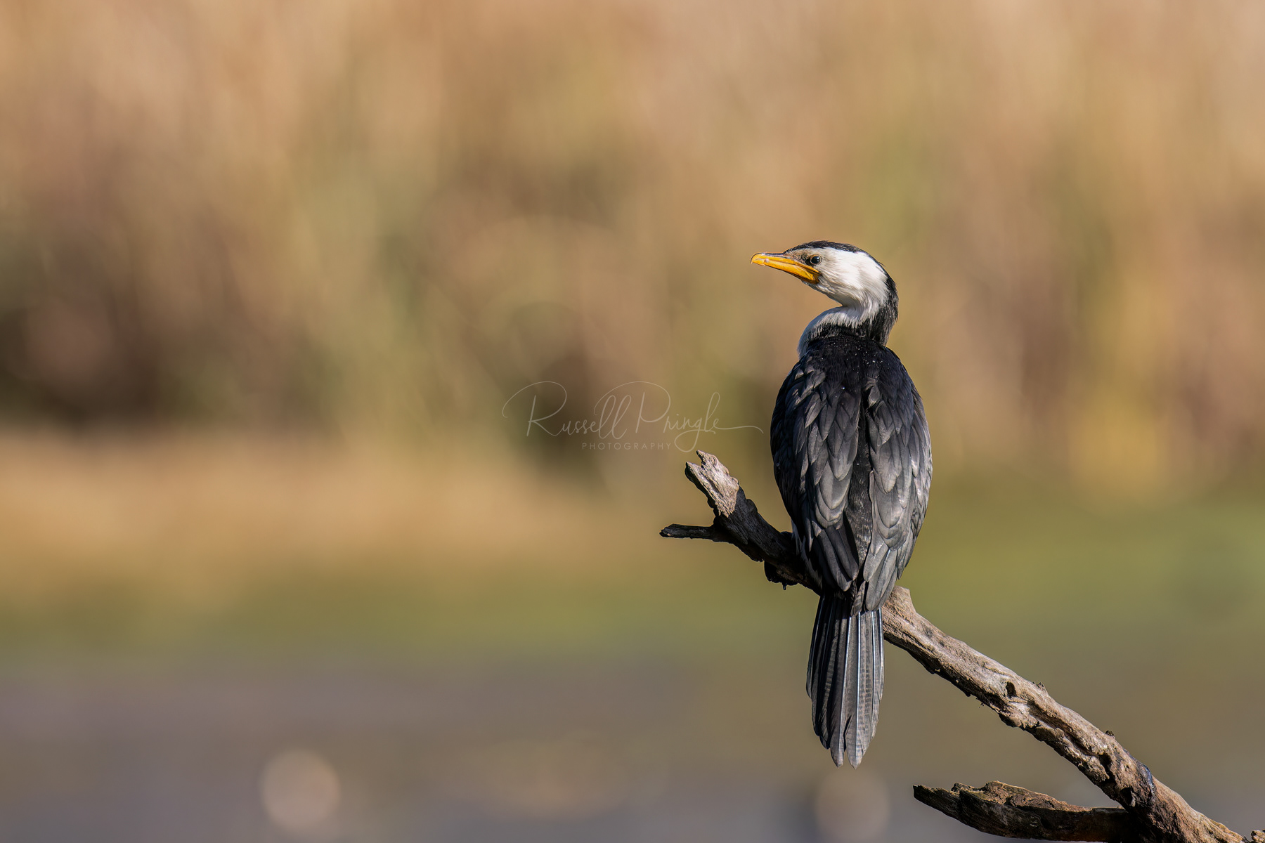 Little-pied Cormorant