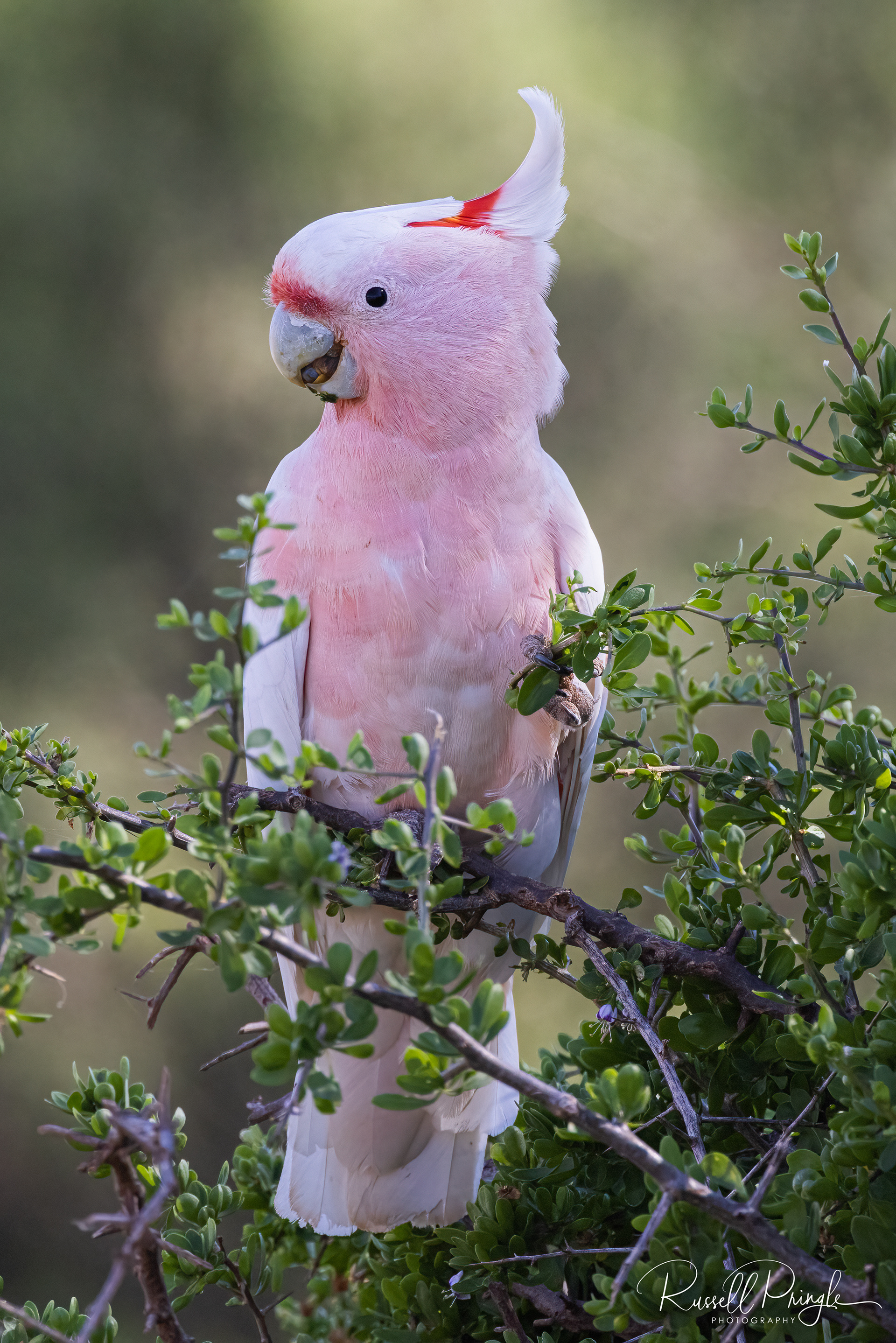 Major Mitchell's Cockatoo (Male)