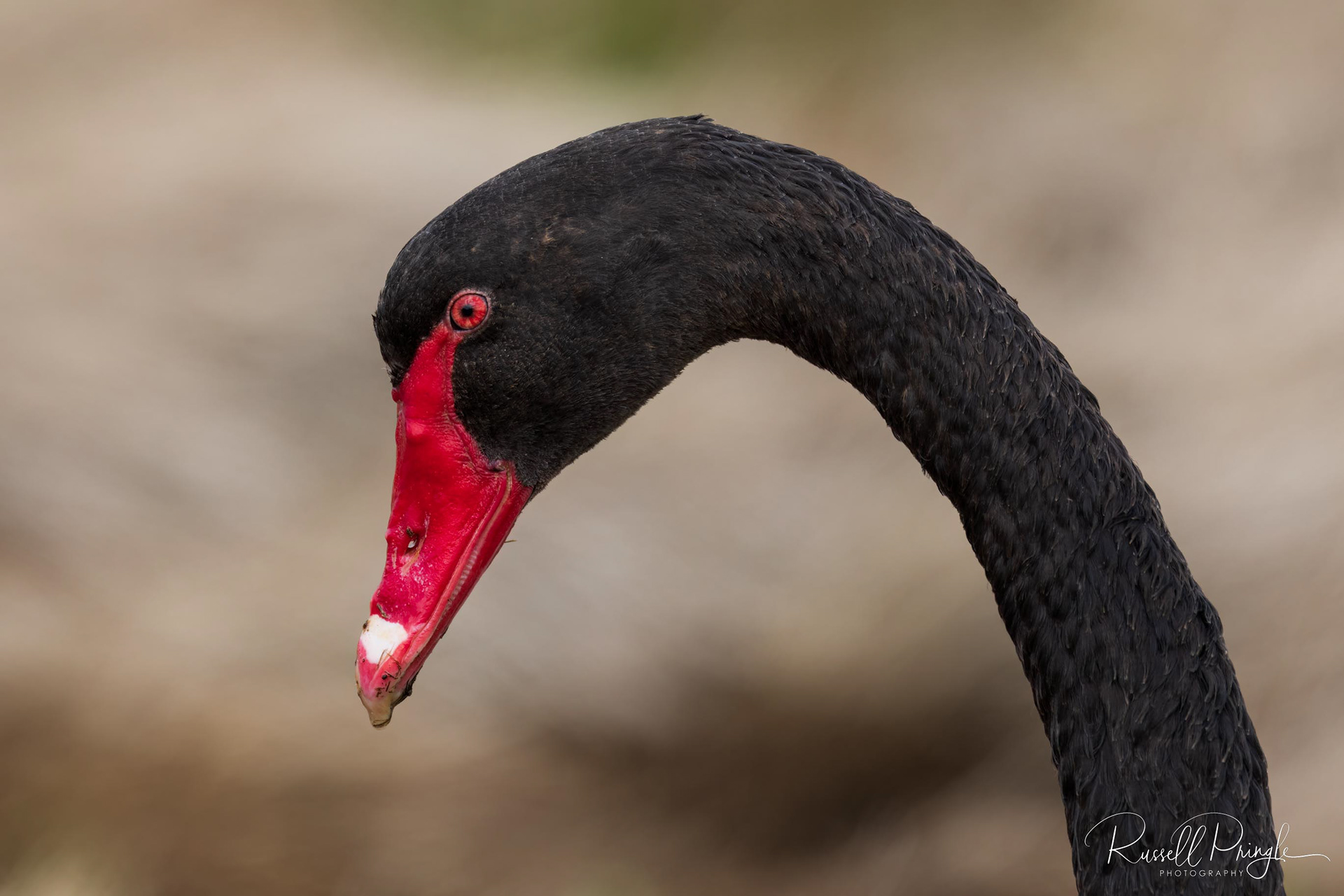 Black Swan