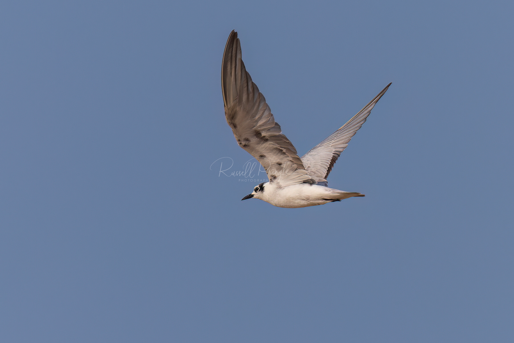 White-winged Black Tern (non breeding)