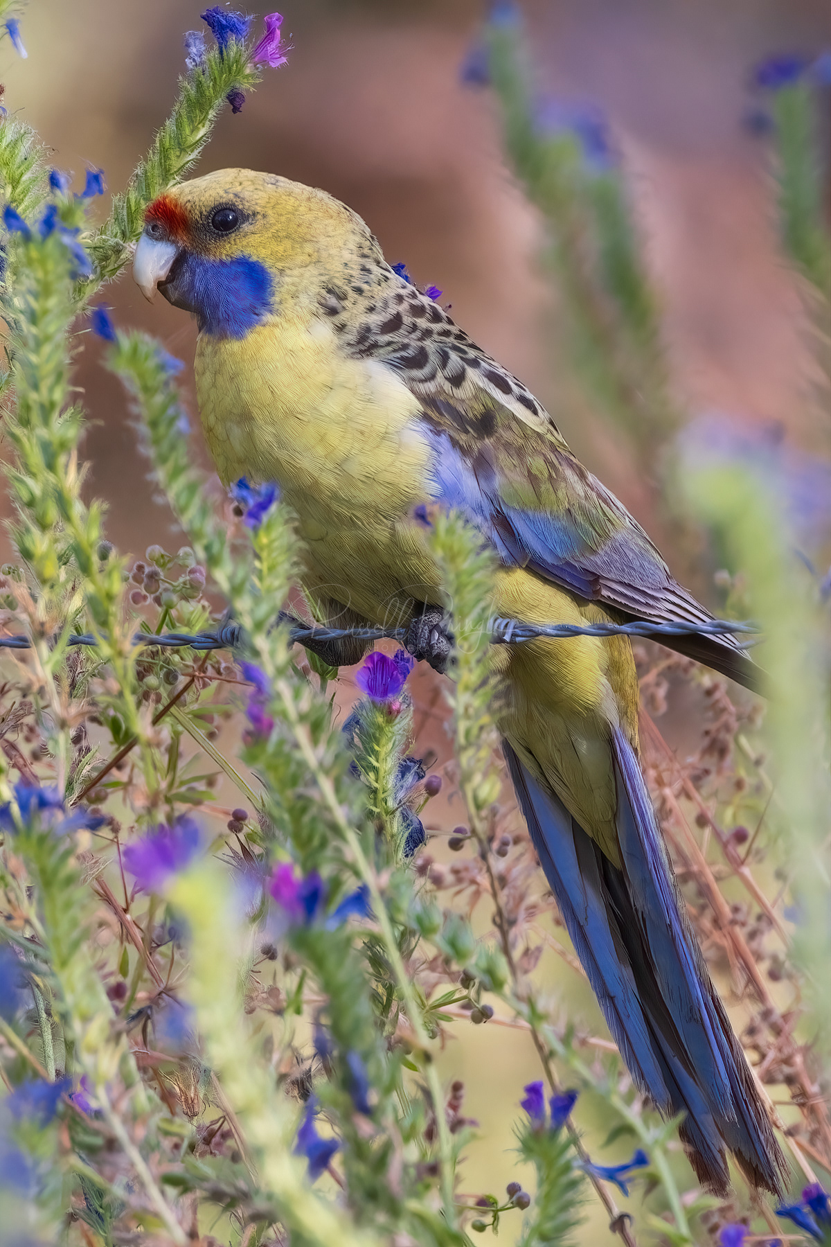 Yellow Rosella