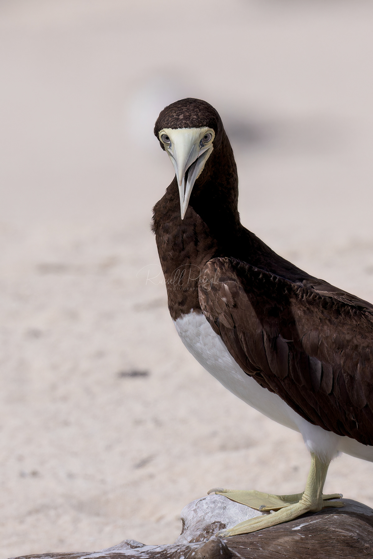 Brown Booby (female)
