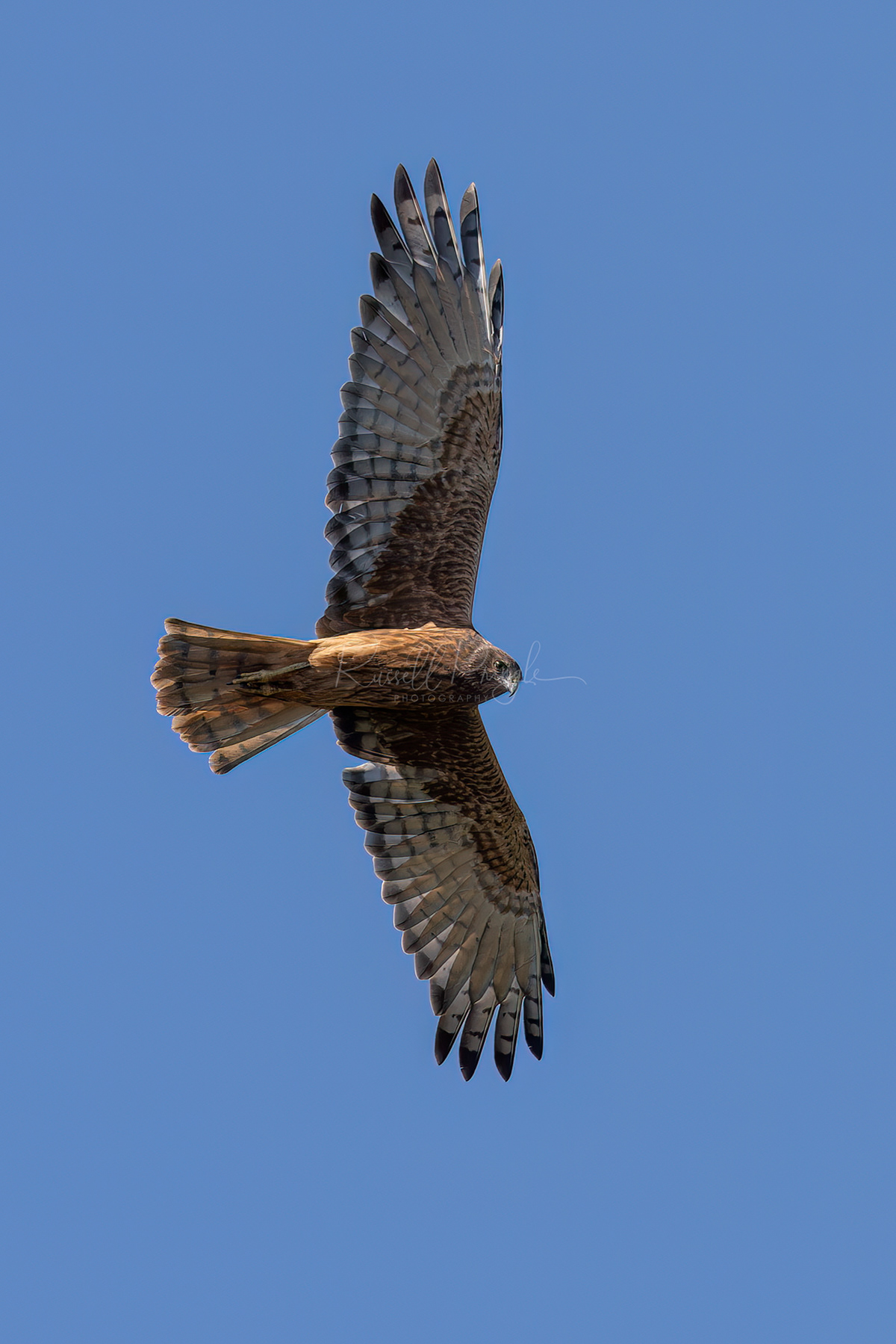 Swamp Harrier