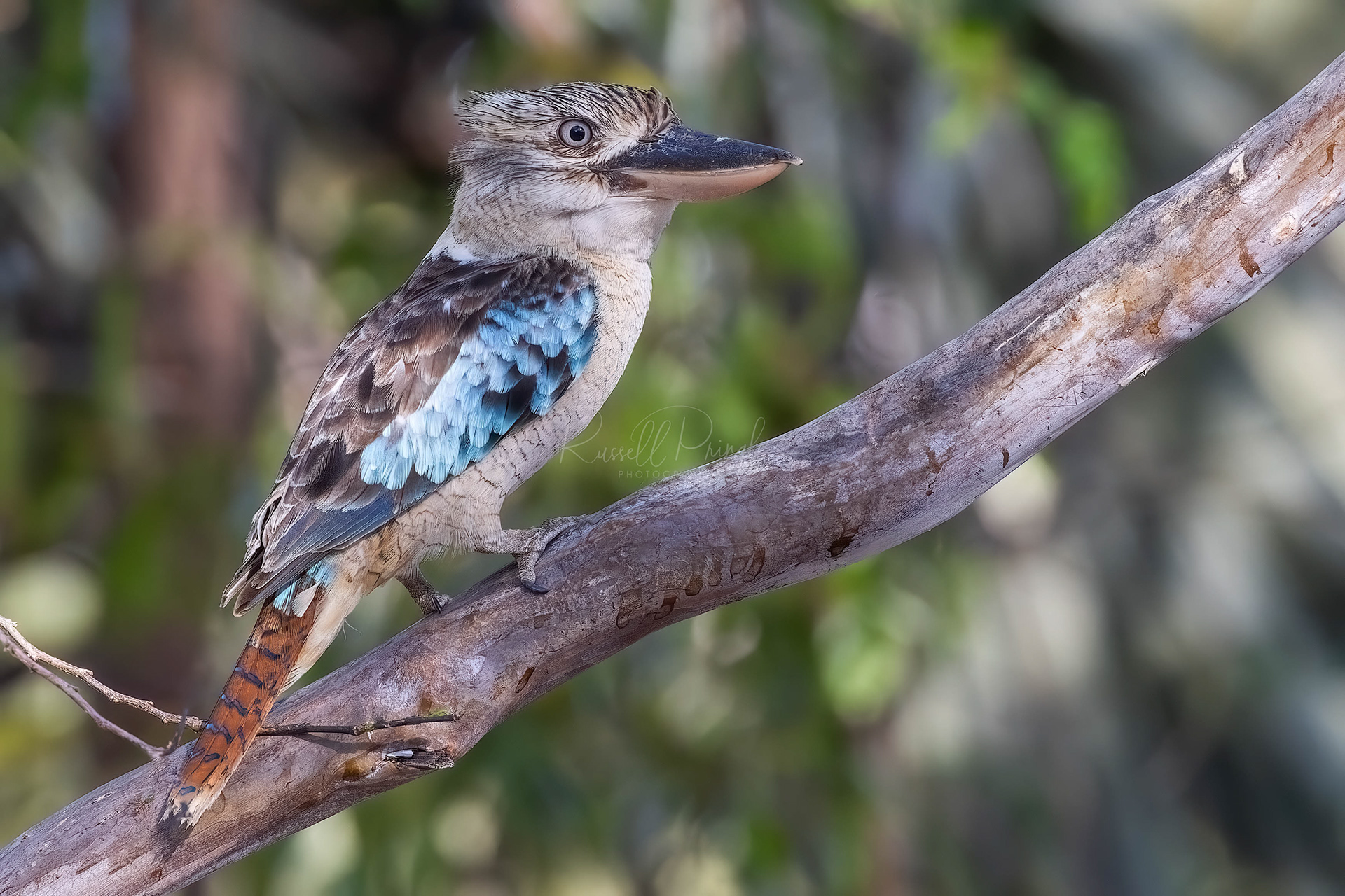 Blue-winged Kookaburra (female)