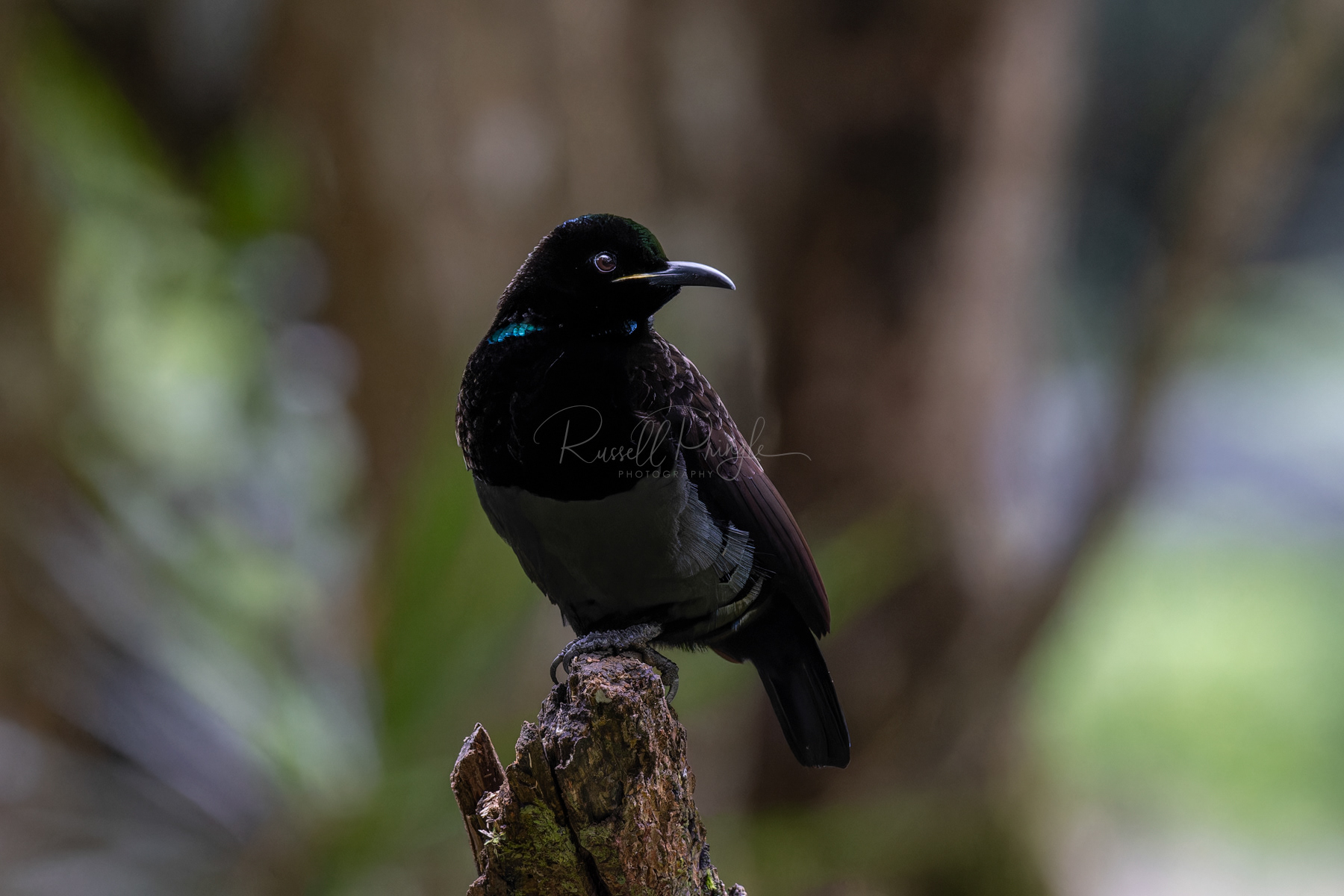 Victoria's Riflebird (male)
