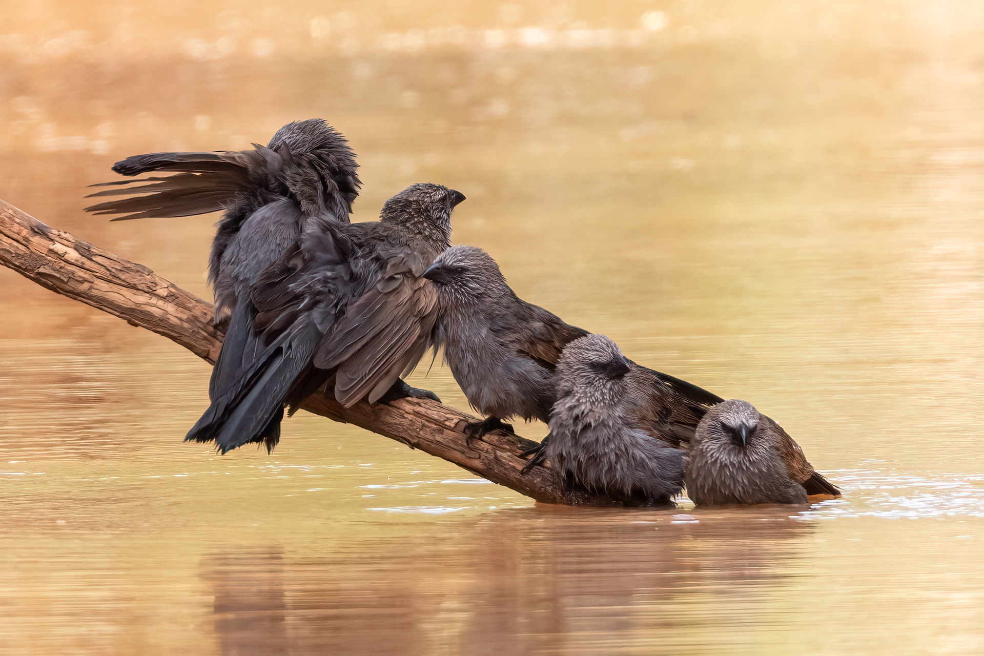 Apostlebirds