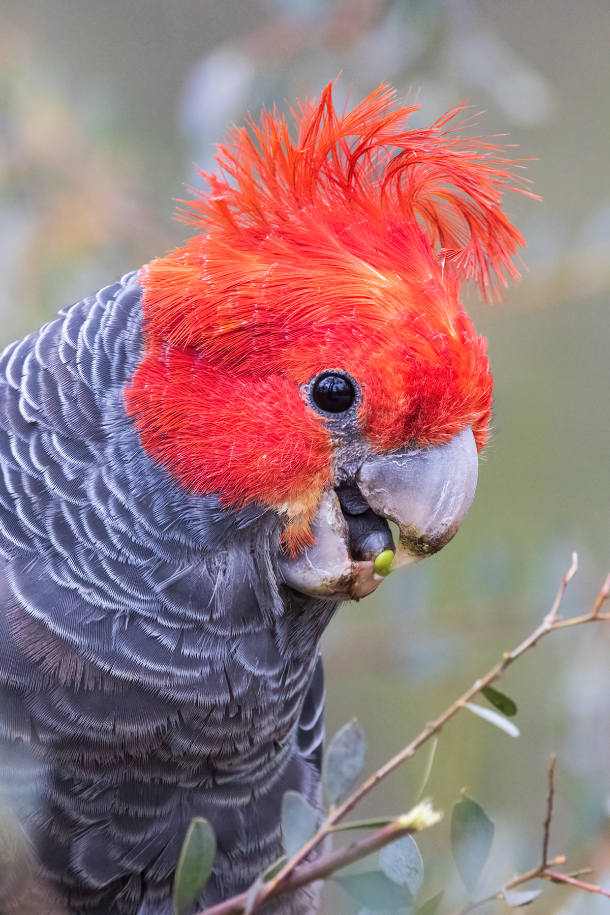 Gang Gang Cocktoo (male)